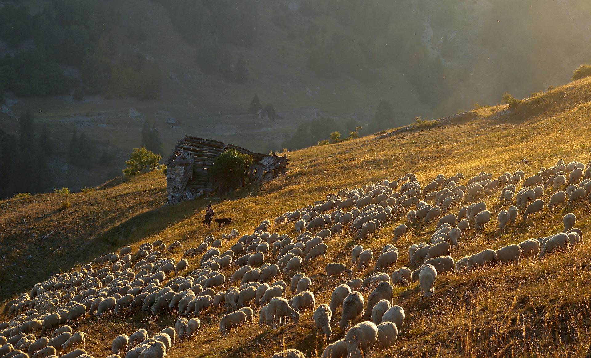 Fte de la transhumance