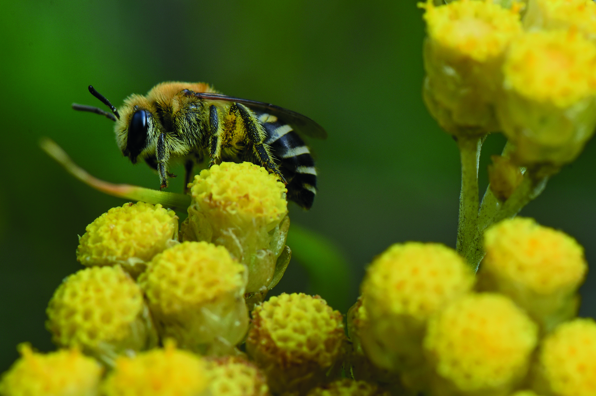 Apiculture  Dans ma ruche