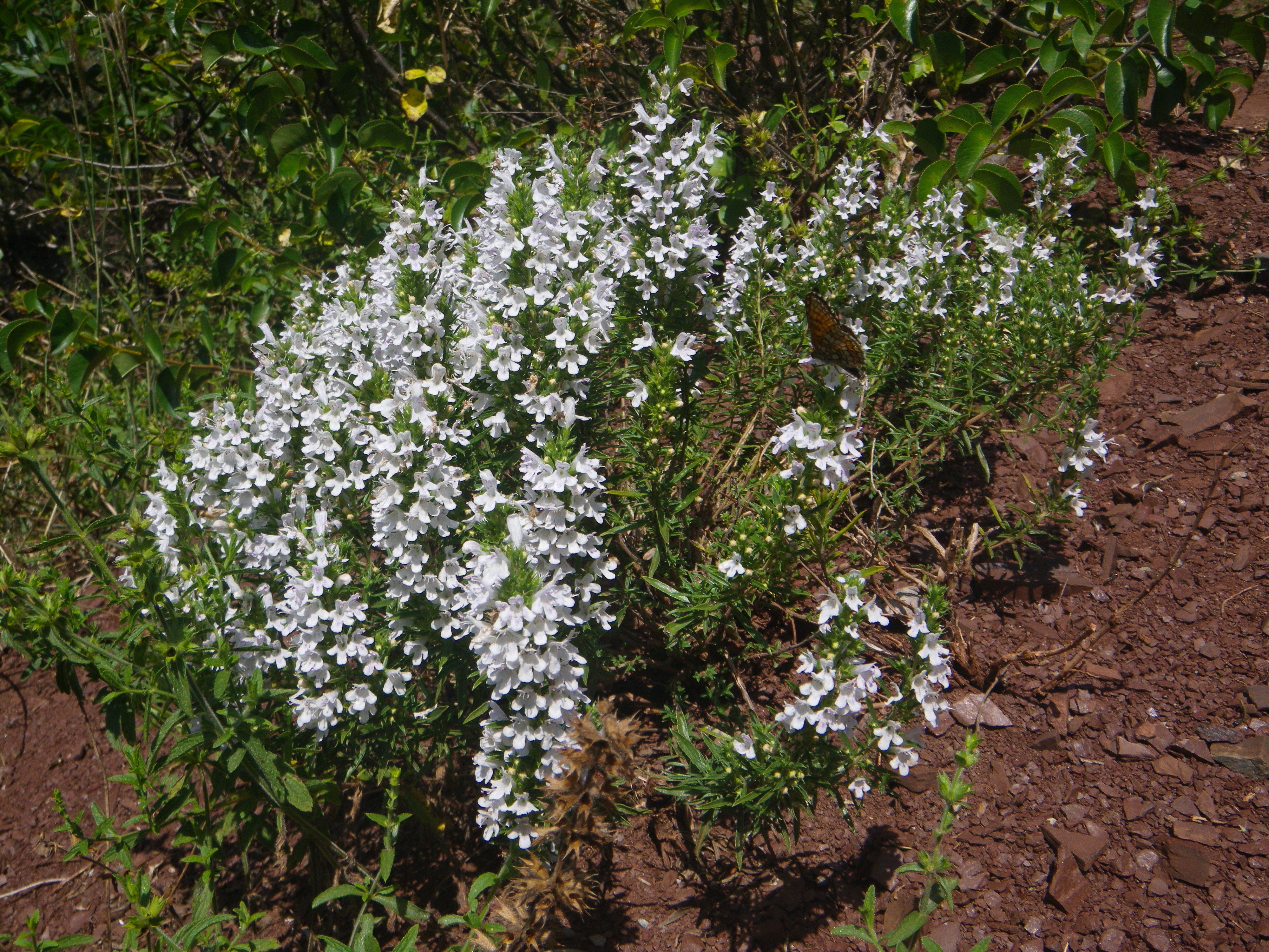 Dcouverte des plantes sauvages du Mercantour.