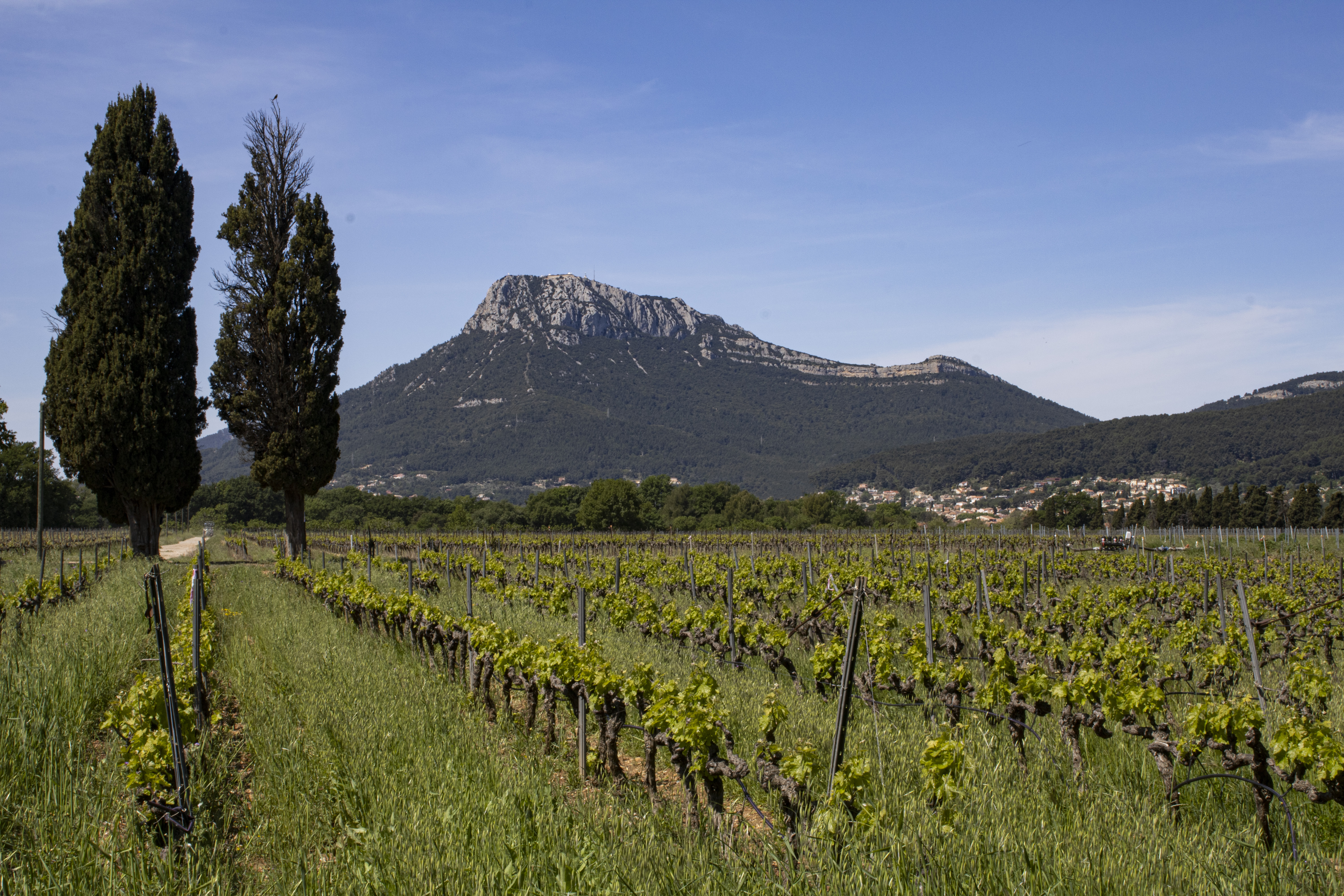 Entre vignes et Coudon - 7e dition