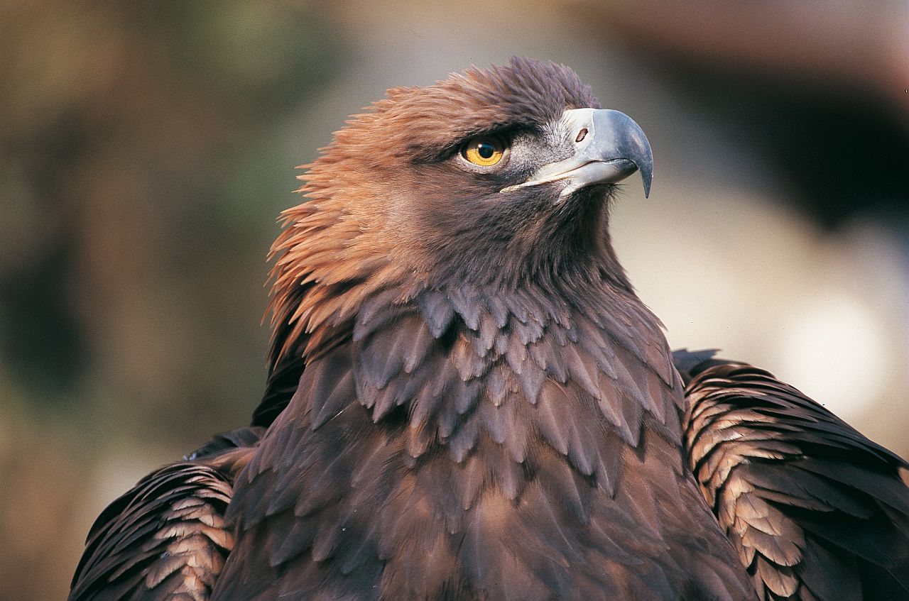 Les rapaces de la Tin�e.