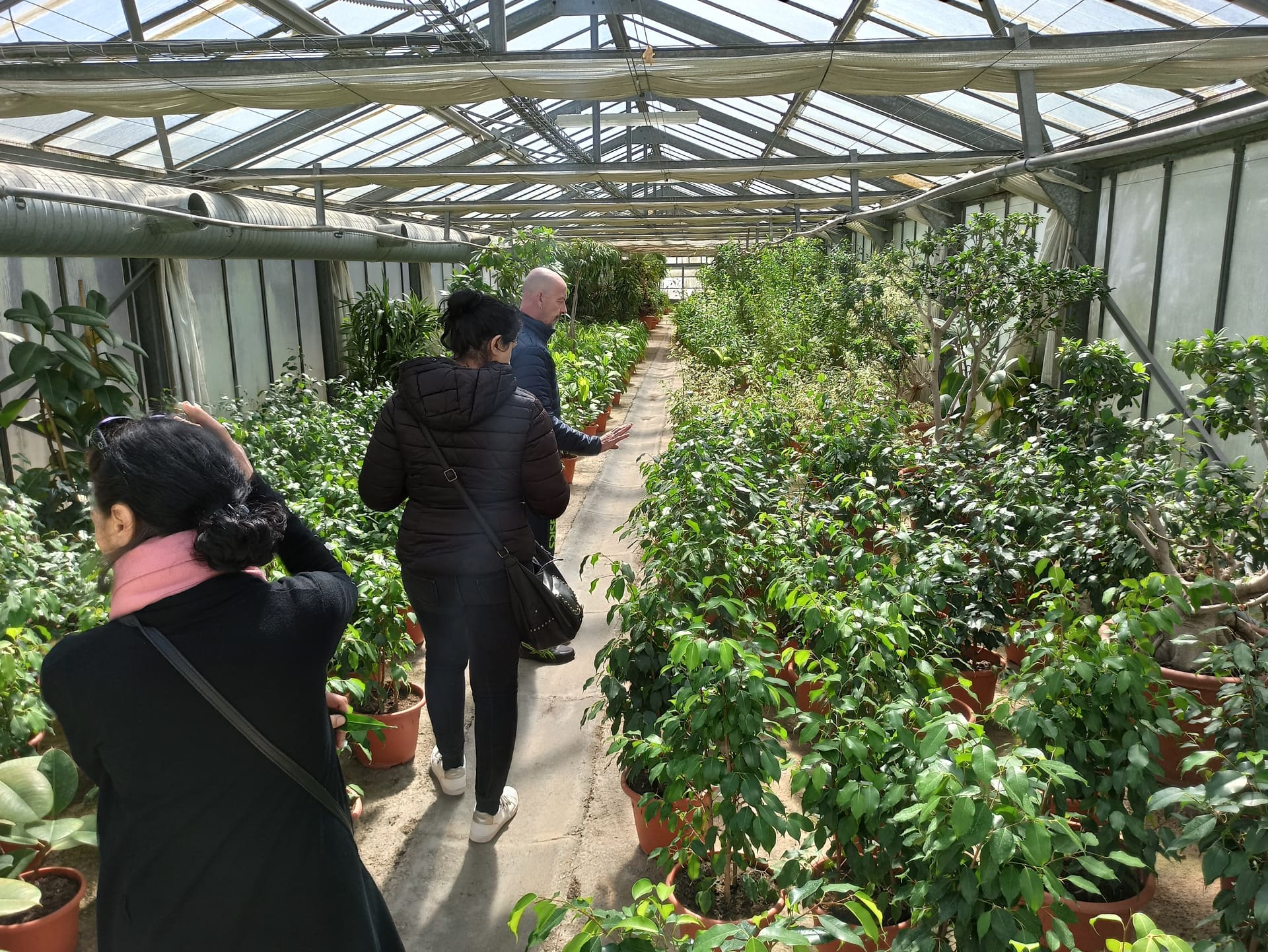 Visite de la collection de lauriers roses