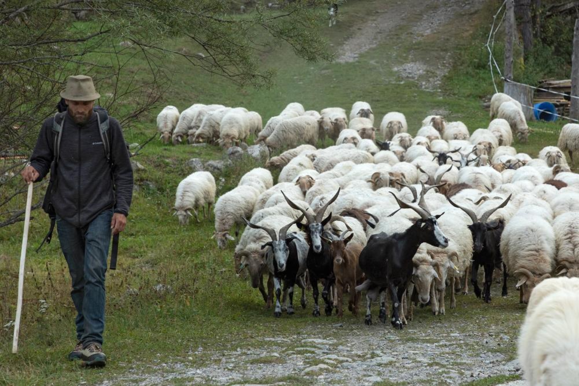 Fte de la transhumance -  Casterino