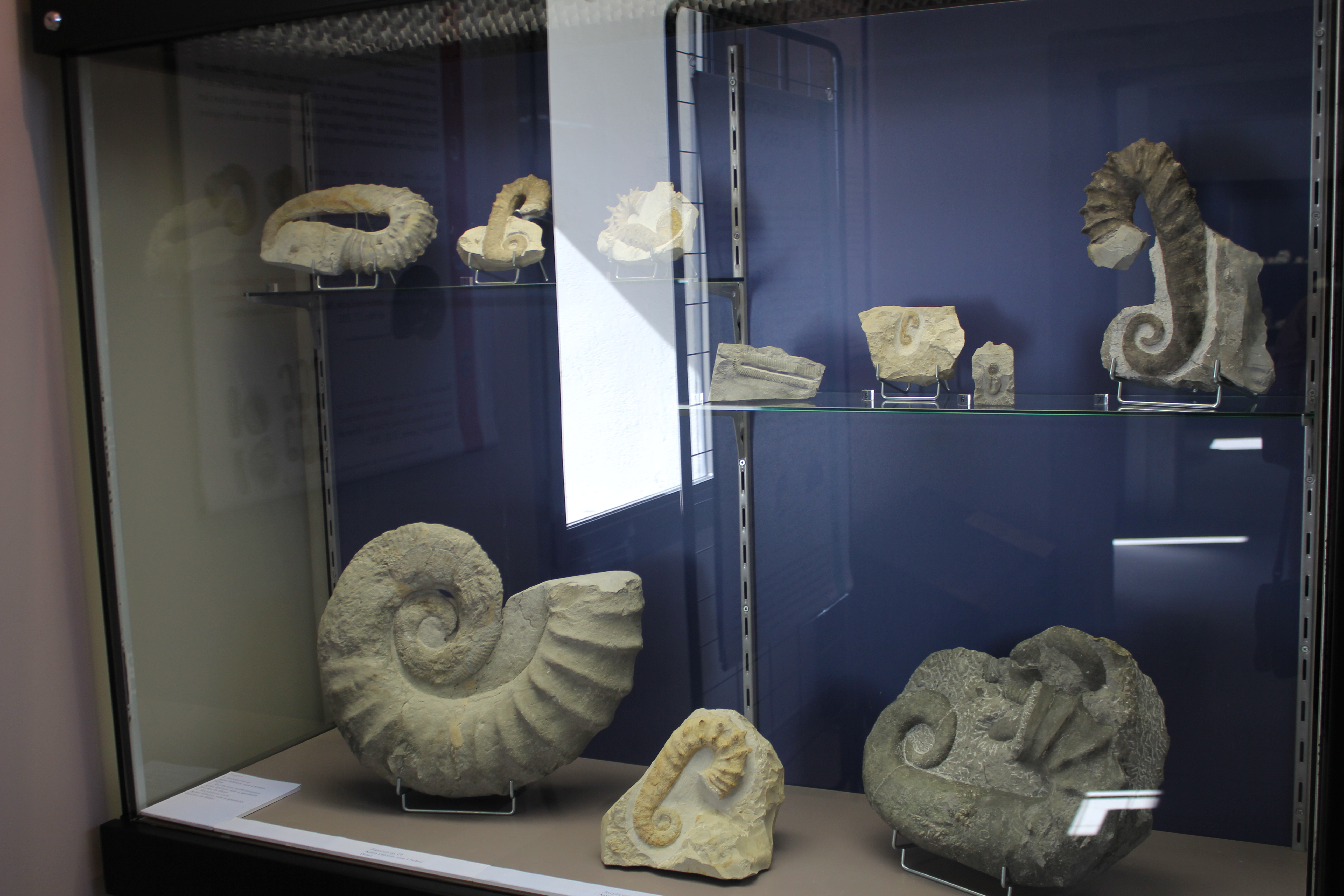 Visite du Muse Urgonia