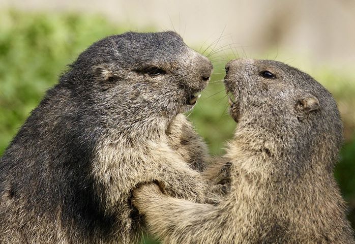 Autour de la marmotte � Saint cr�pin