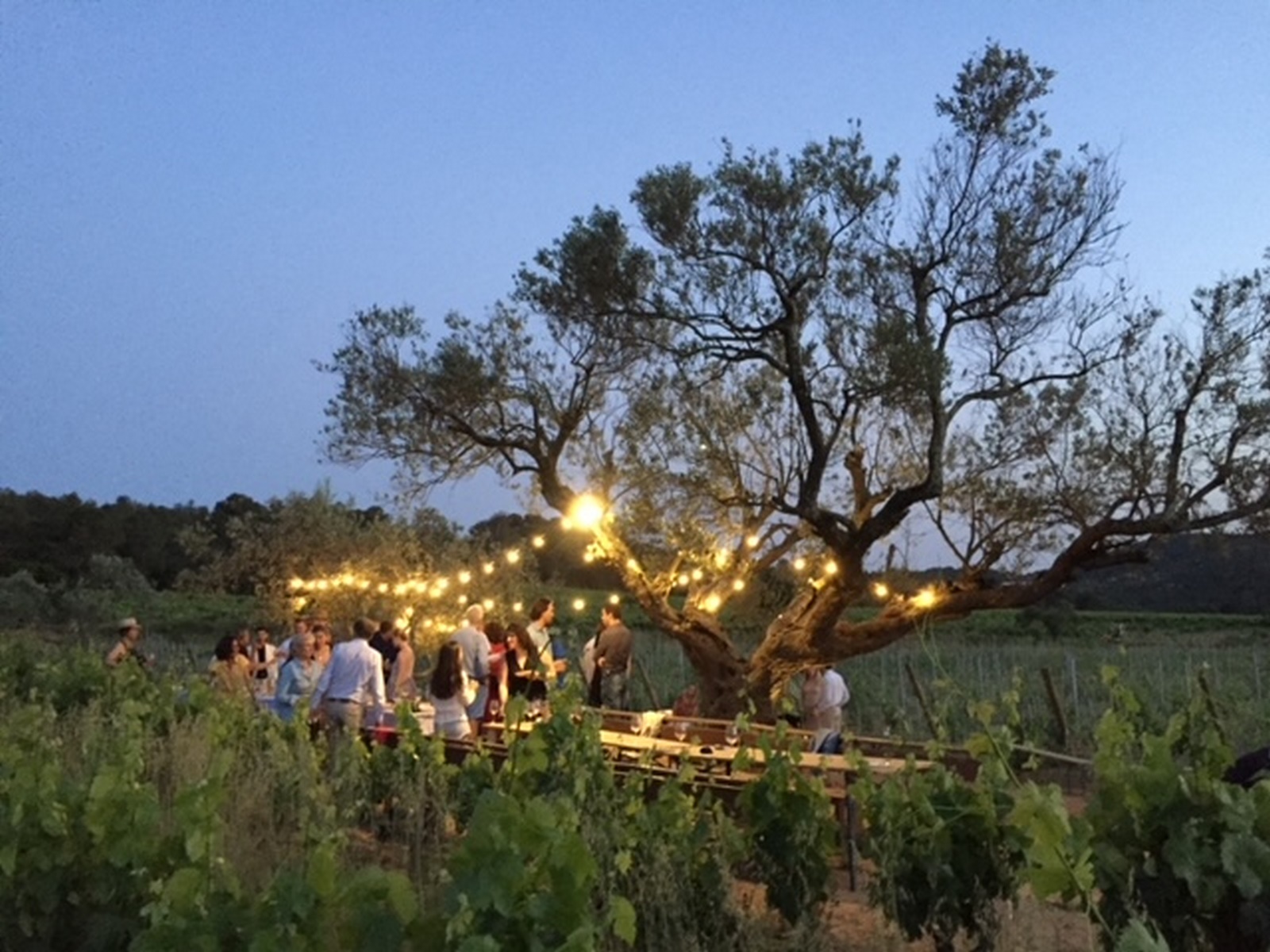 Soires dgustation au domaine de Favanquet
