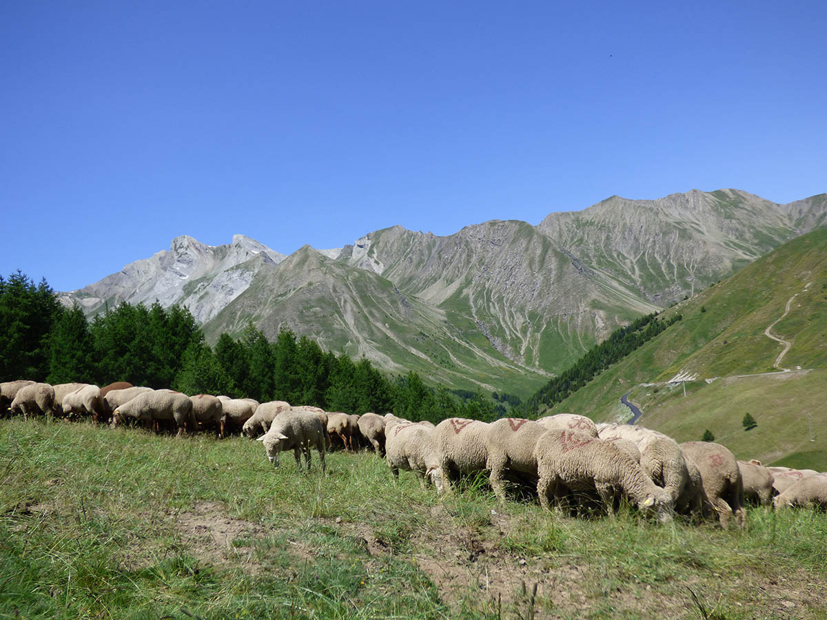 Rencontre avec un berger