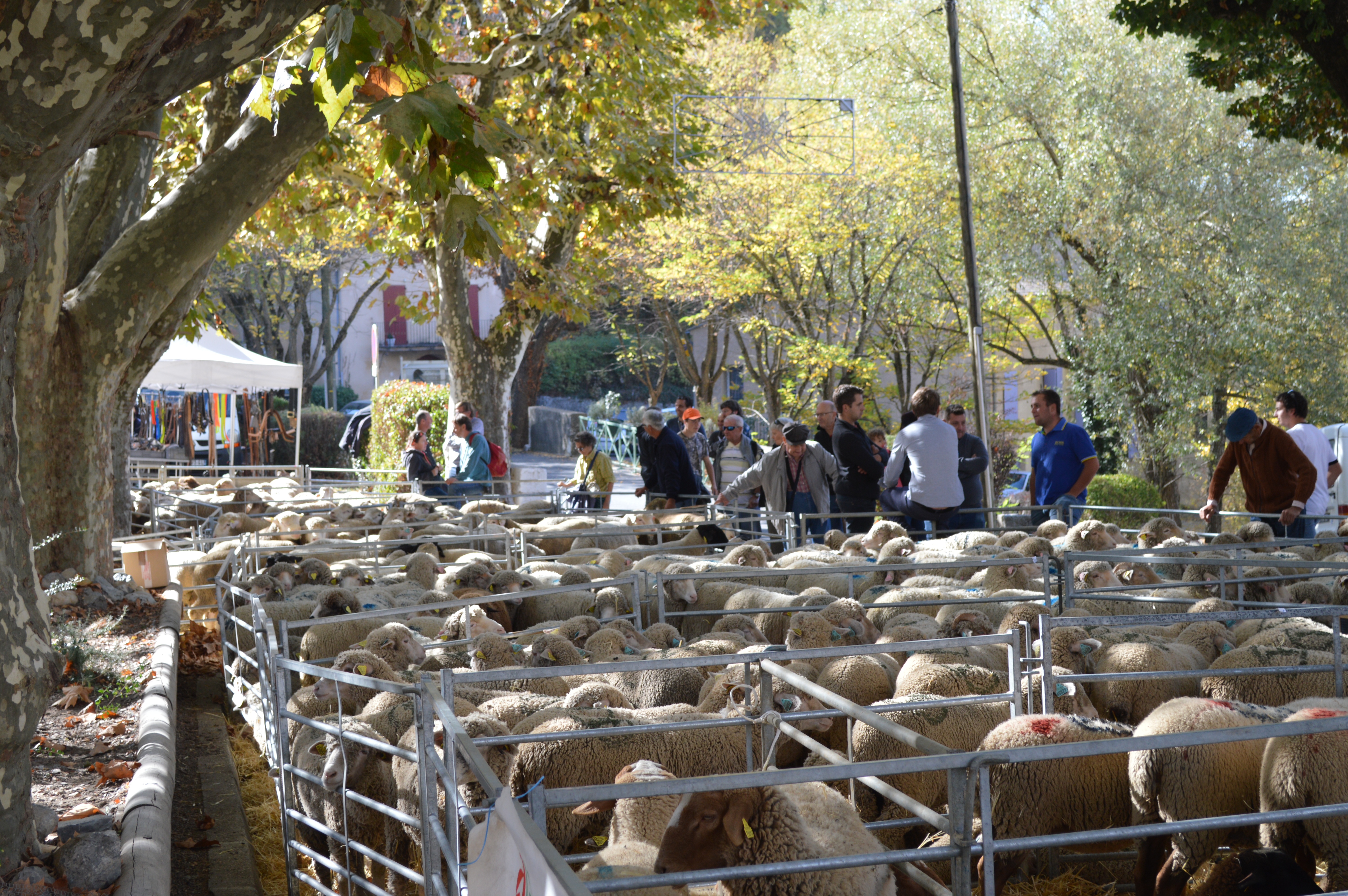 72e Foire aux Agnelles � Thoard