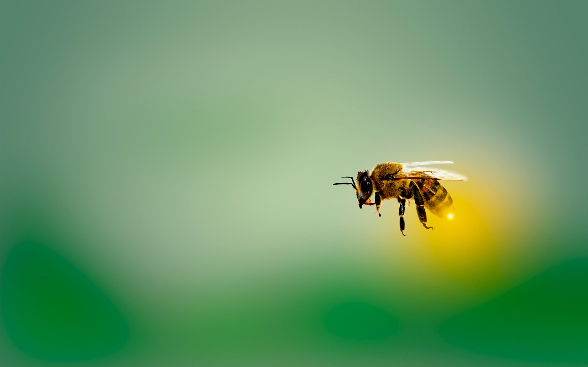 Journe de la figue et de l'abeille  la Thomassine -Manosque