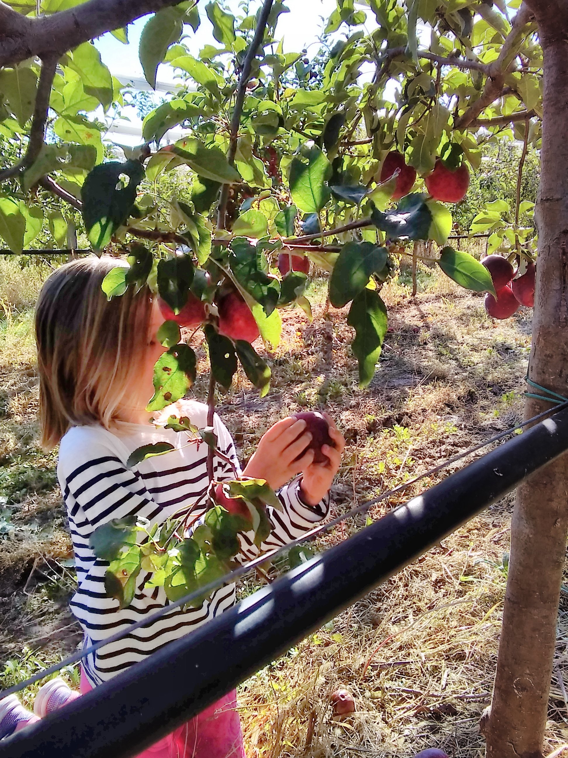 Festival Ventoux Saveurs : Cueillette de fruits  dans les vergers