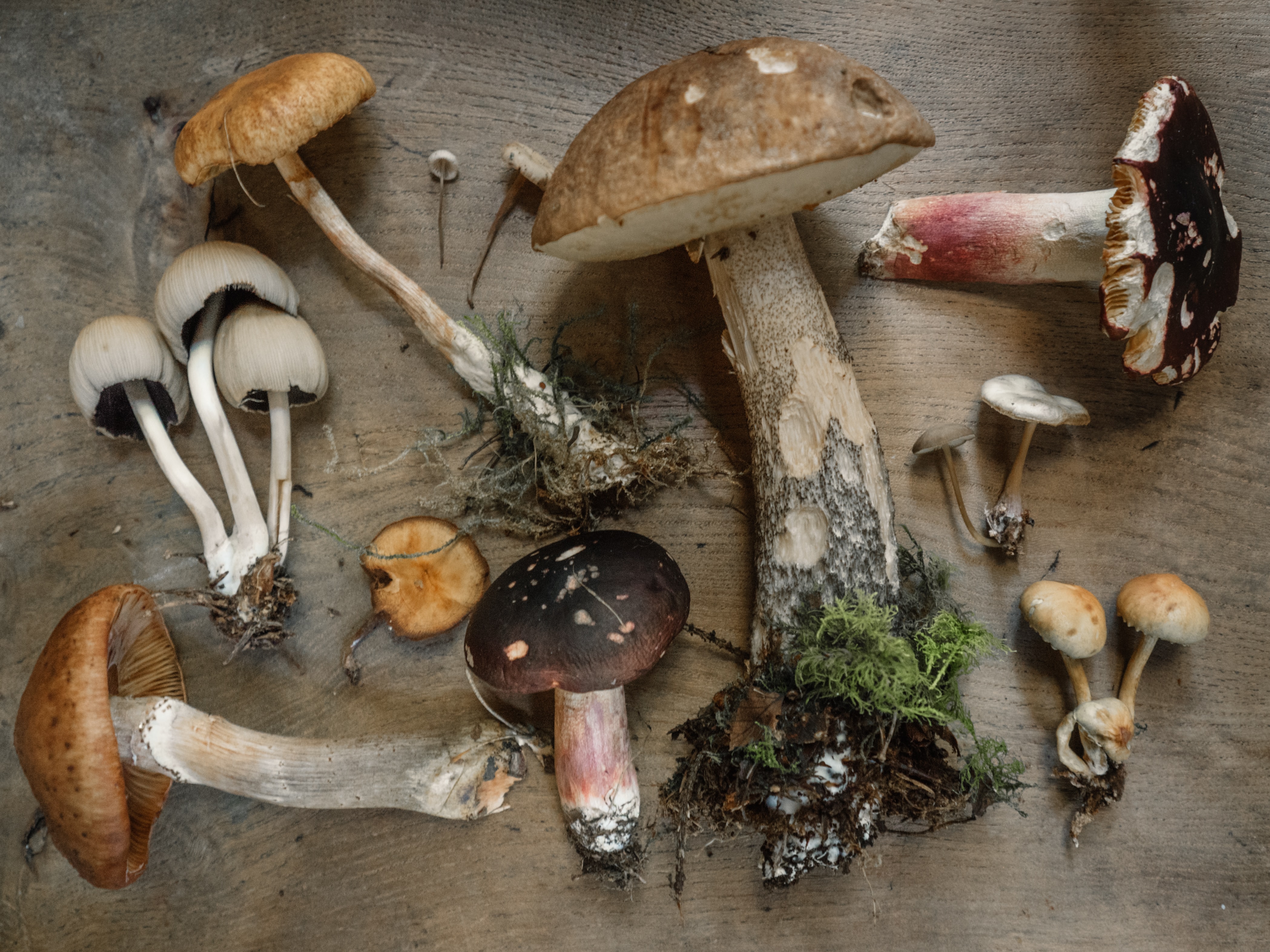 Exposition : Plantes et champignons