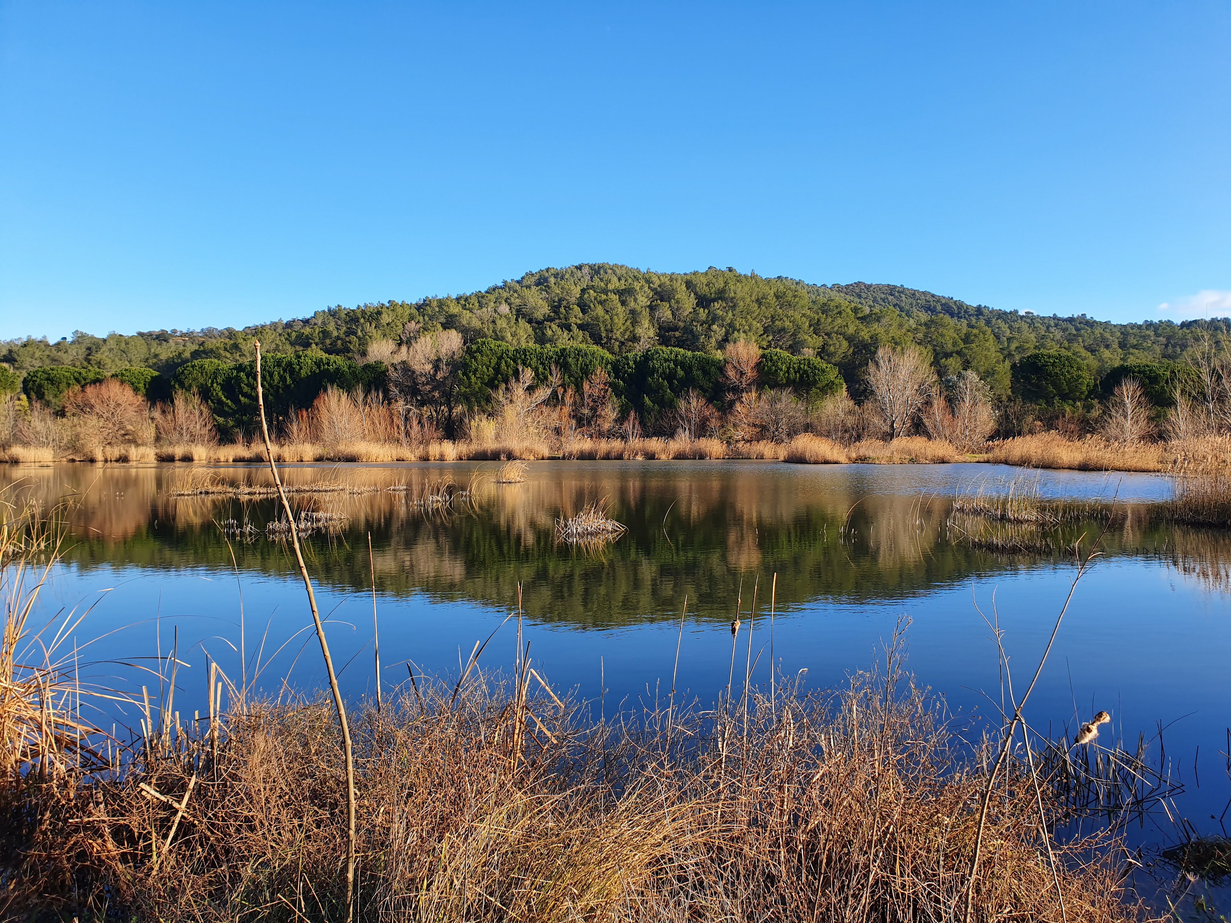 Sortie dcouverte de la nature et de la biodiversit aux tangs de Sauvebonne