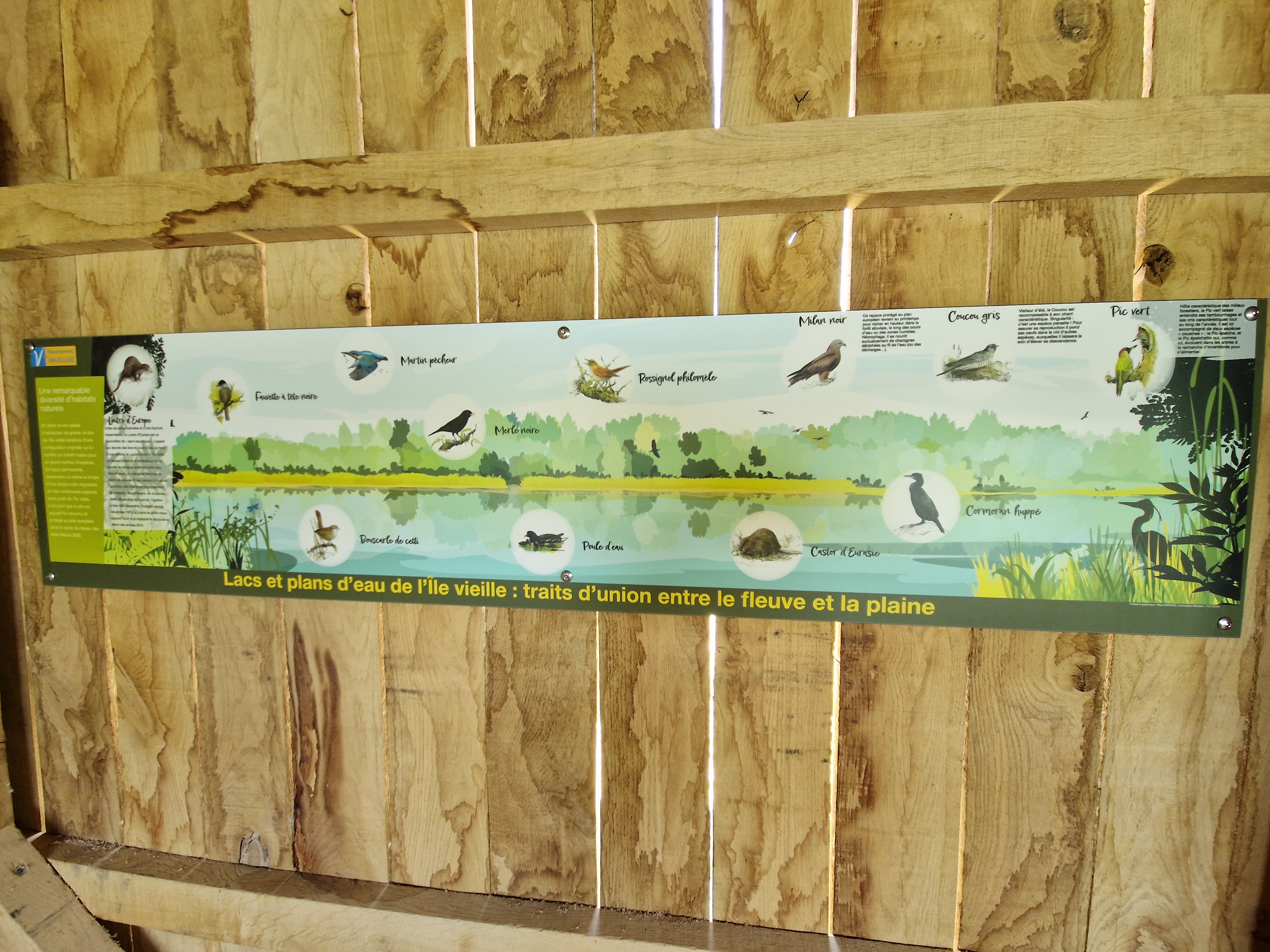 Oiseaux dhiver  lle Vieille - sortie recensement des oiseaux