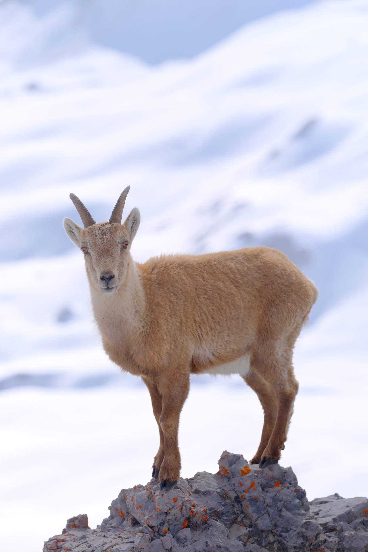 Exposition Faune d'altitude
