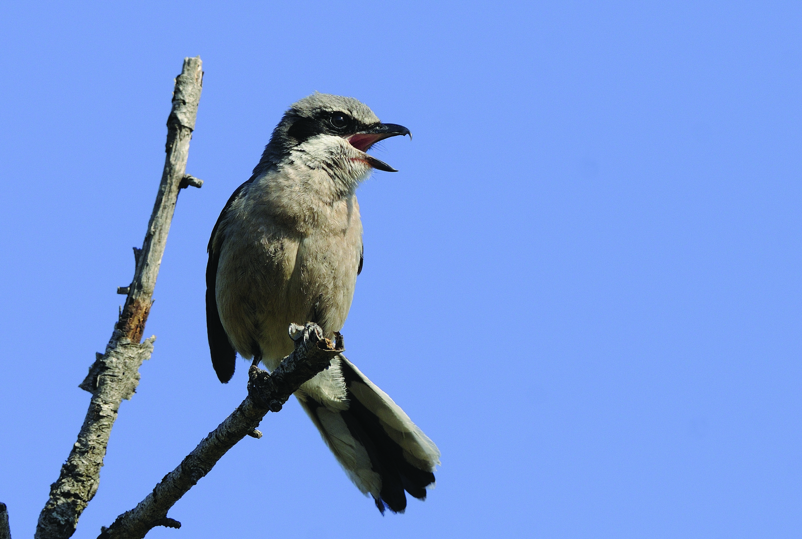 Sortie ornithologique en Crau