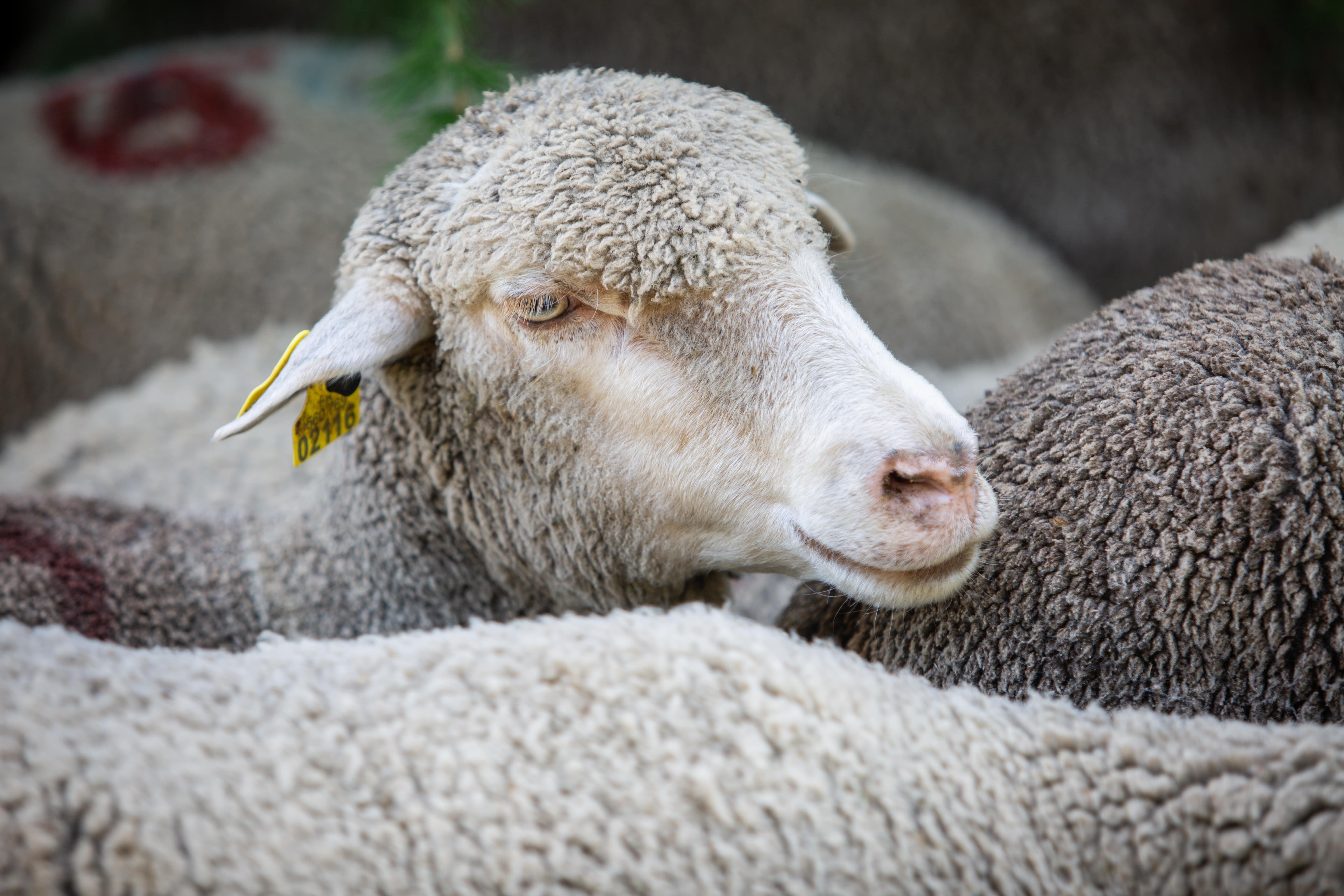 Journ�e en alpage de juillet