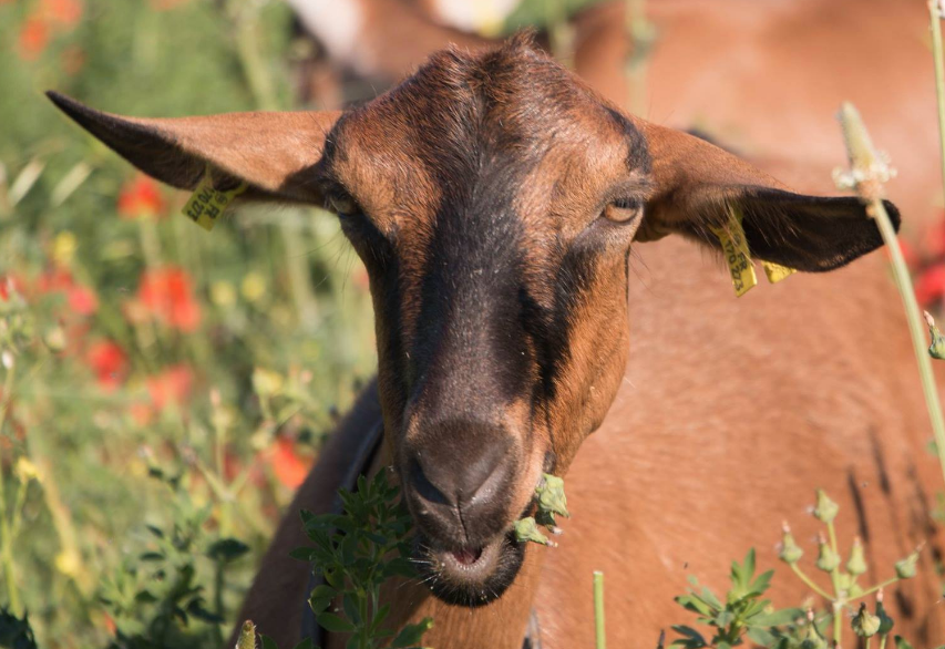 F�te de la Ch�vre