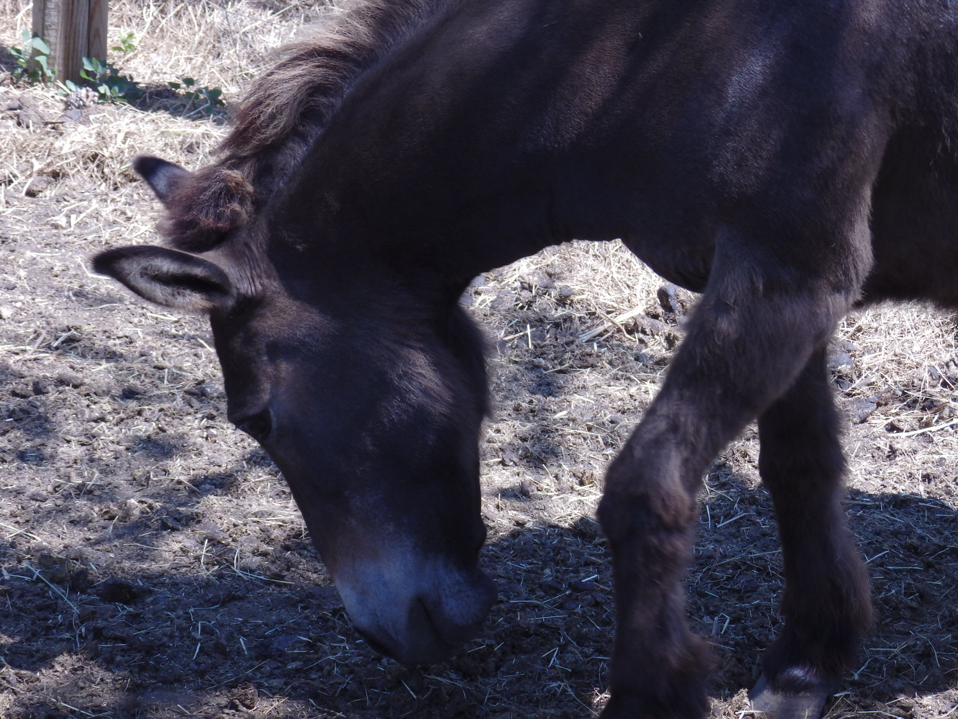 Animations � la ferme p�dagogique