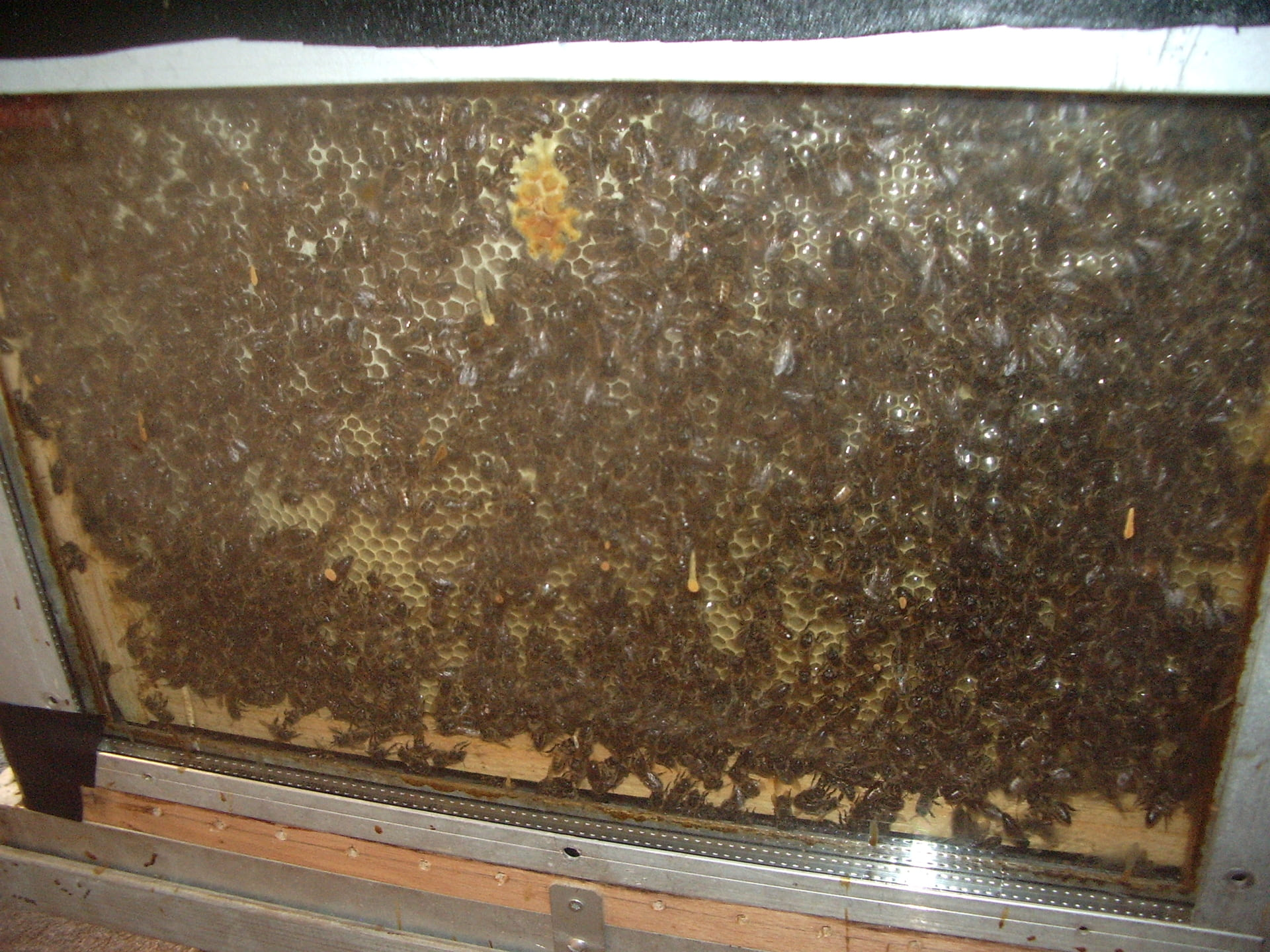 Dcouverte des abeilles de la ferme pdagogique