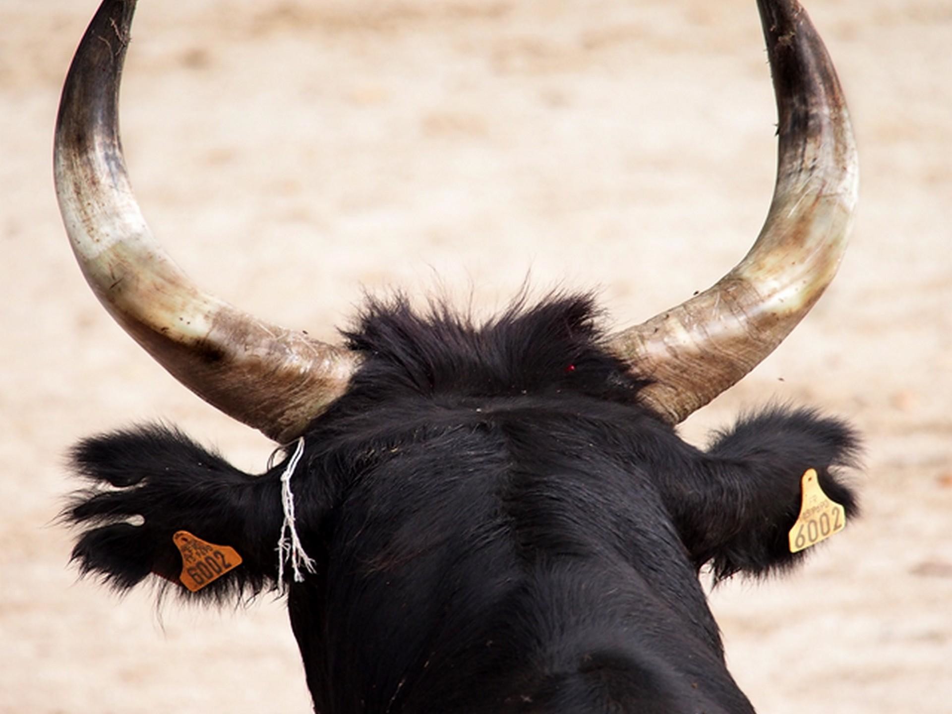 Club Taurin - Courses Camarguaise 2025