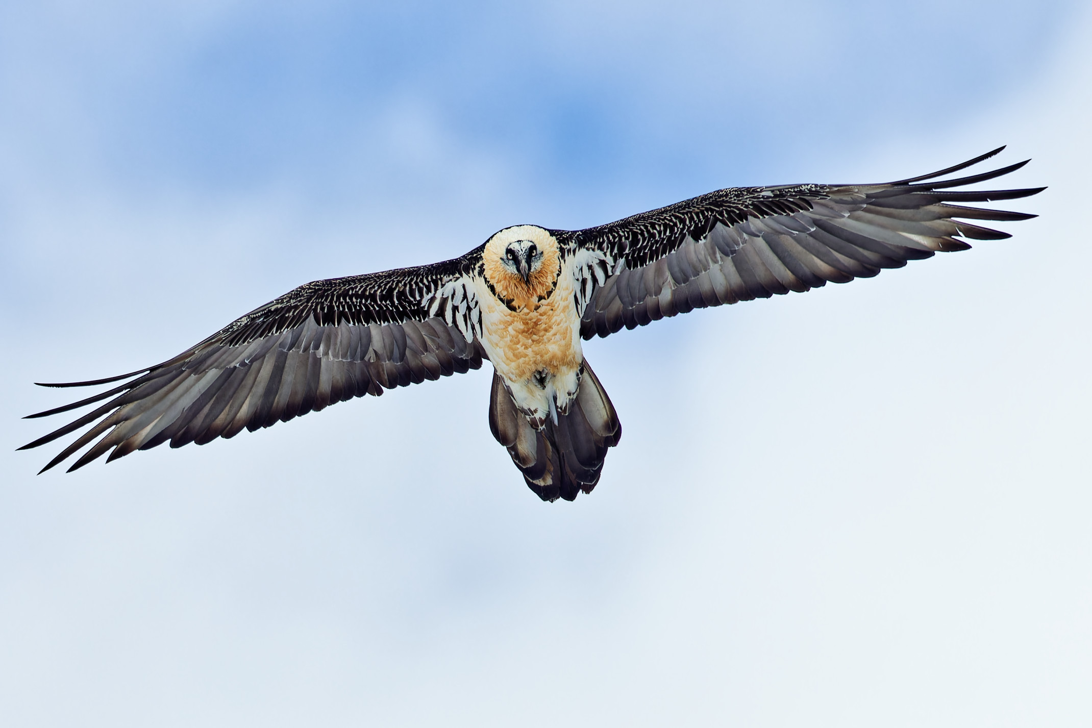 Les animaux du parc national du Mercantour  travers l'objectif d'un photographe.