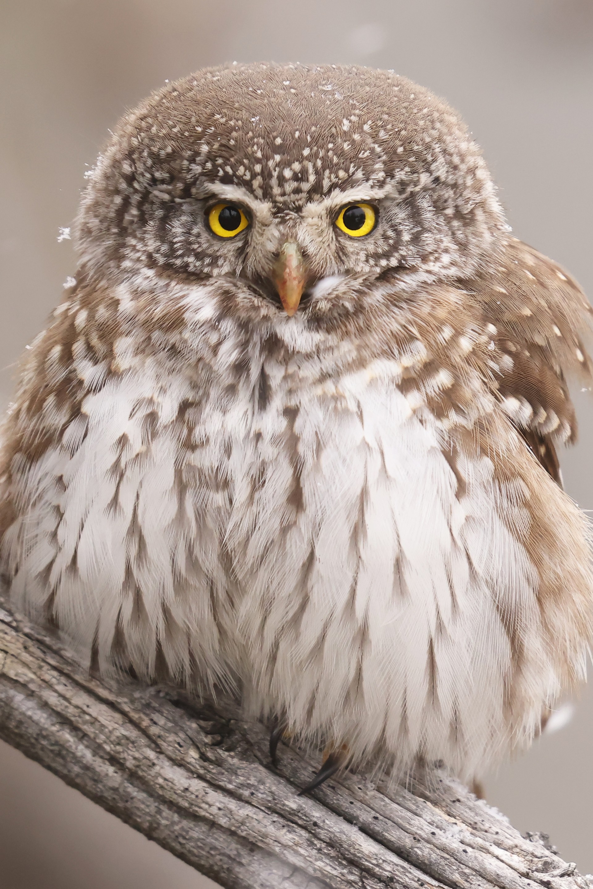 Rencontre avec le photographe animalier C�dric Robion.