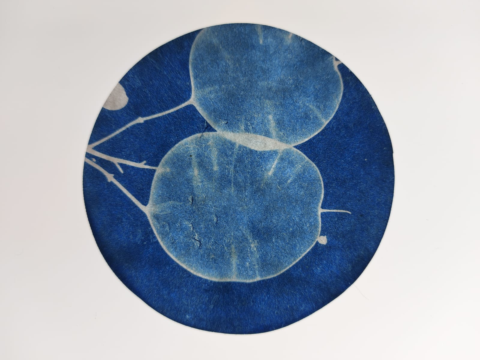 Exposition - Art, science et v�g�tal