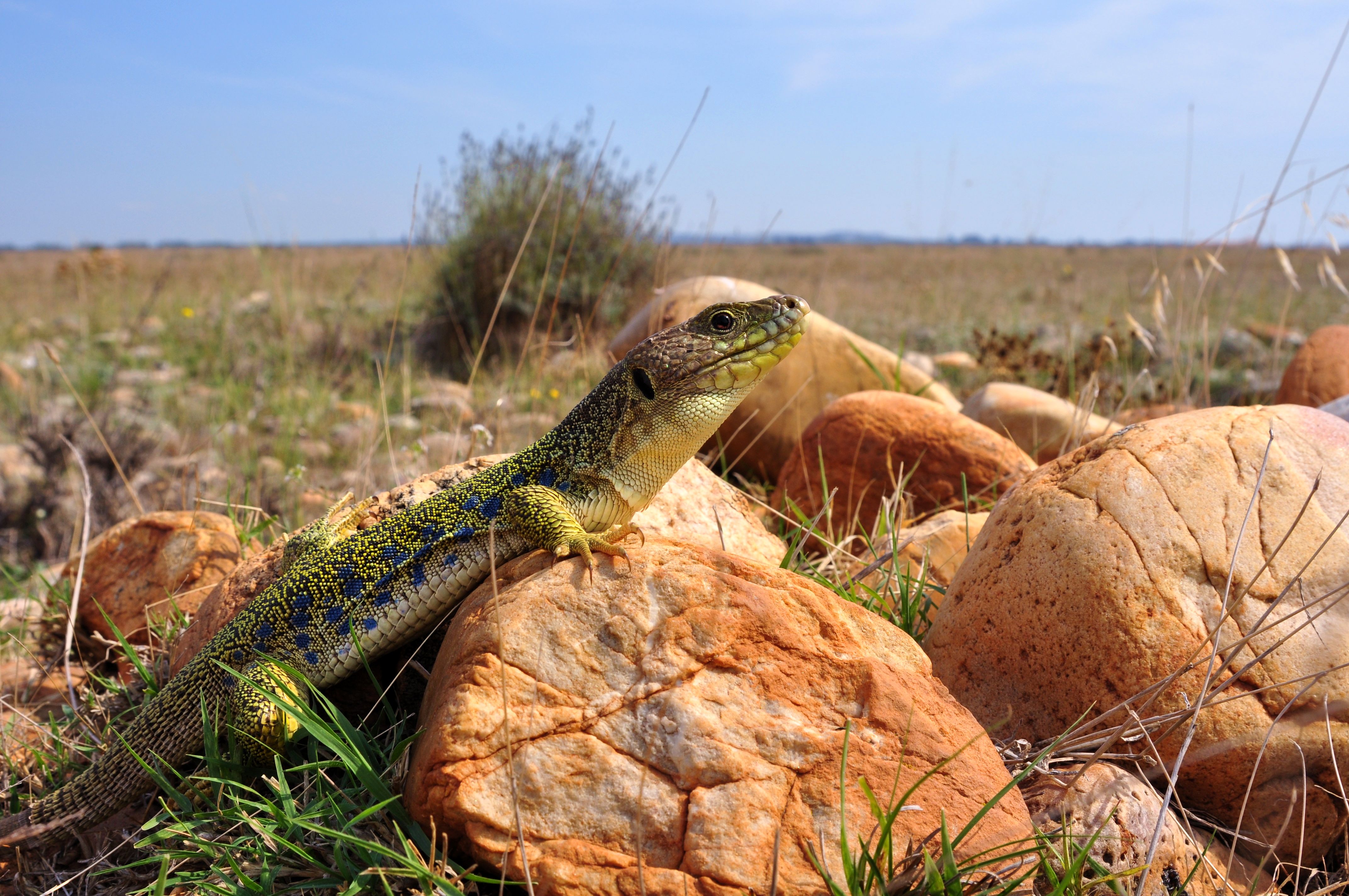  la recherche du lzard ocell