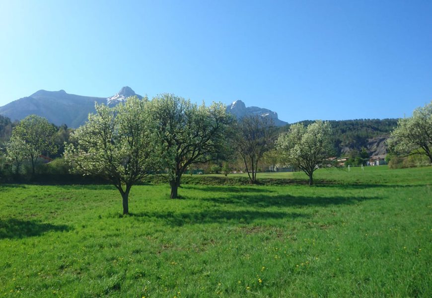 Confrence : La poire sarteau blanche de Draix