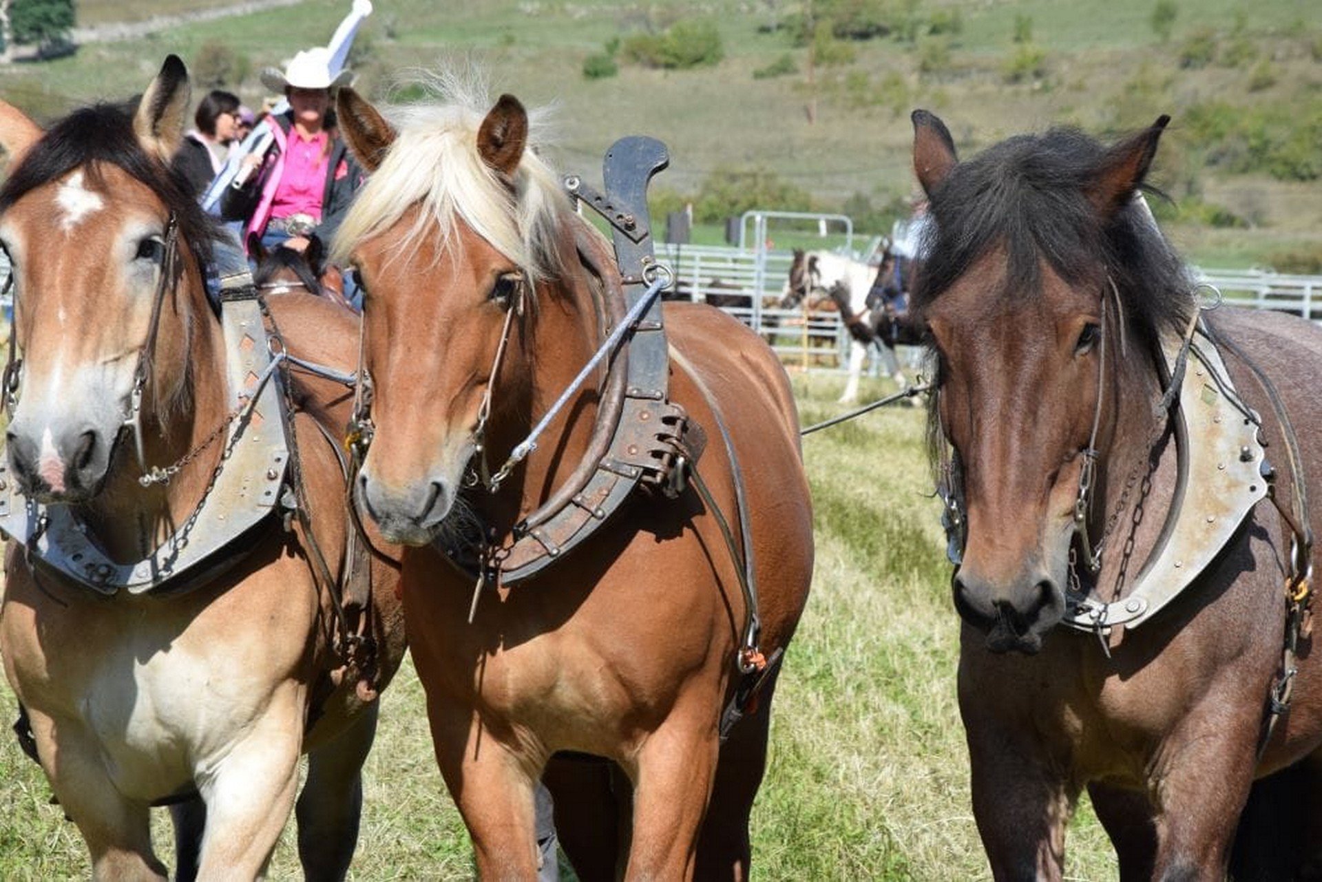 Fte du Cheval