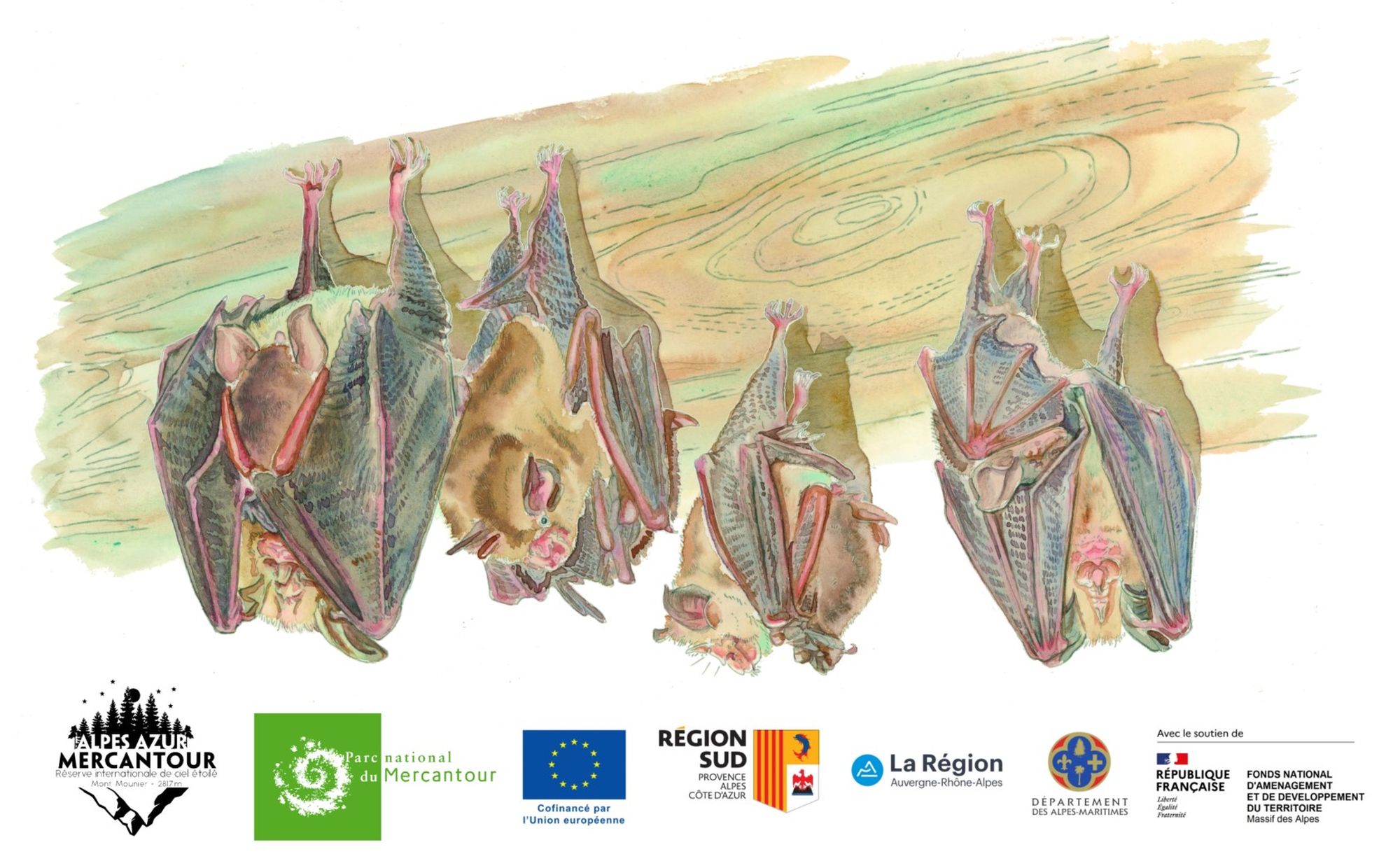 A la dcouverte des chauves-souris