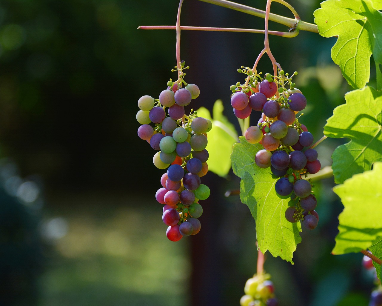 5me Soire des Vignerons