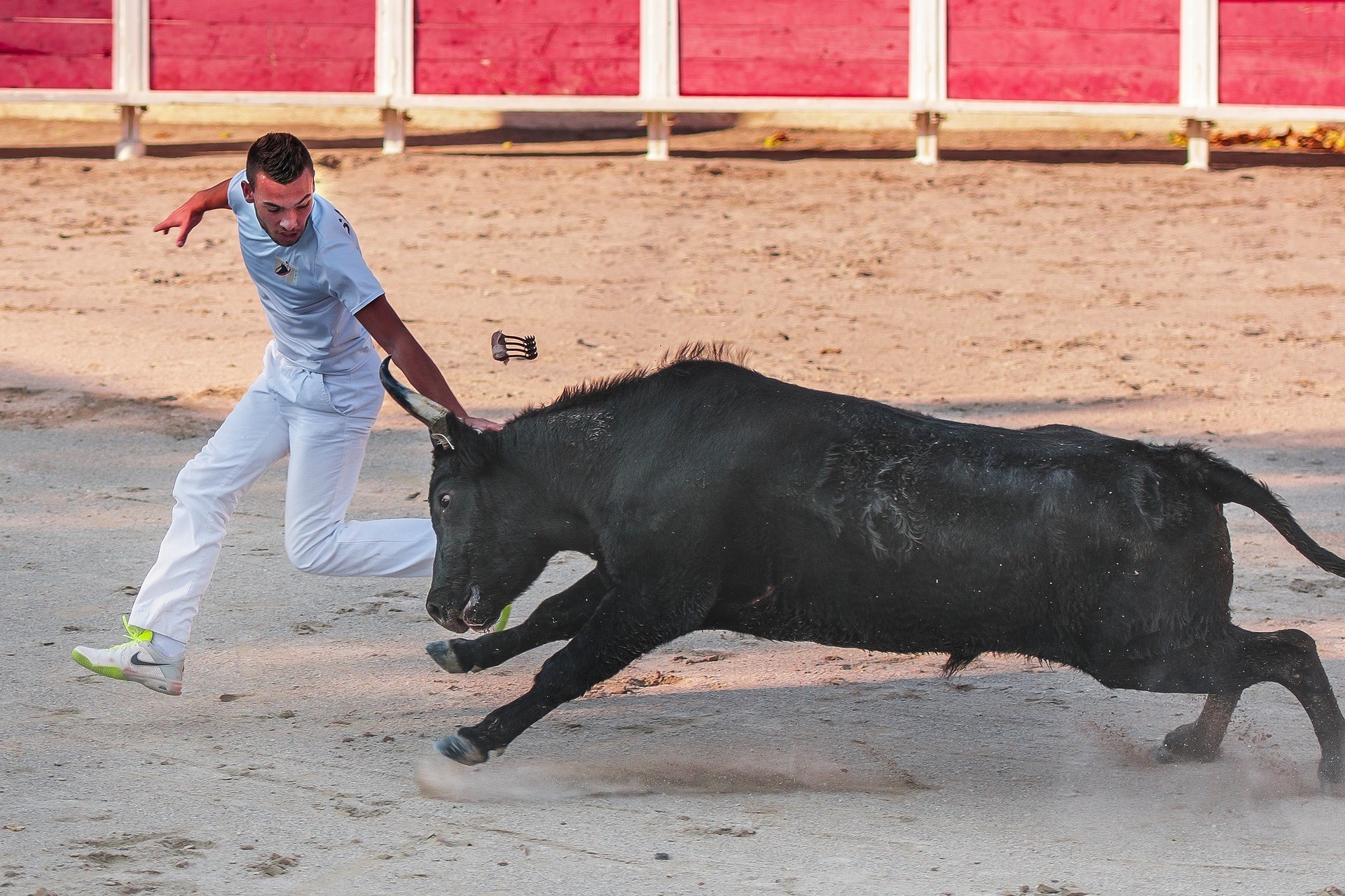 Course camarguaise : Trophe de l'Avenir