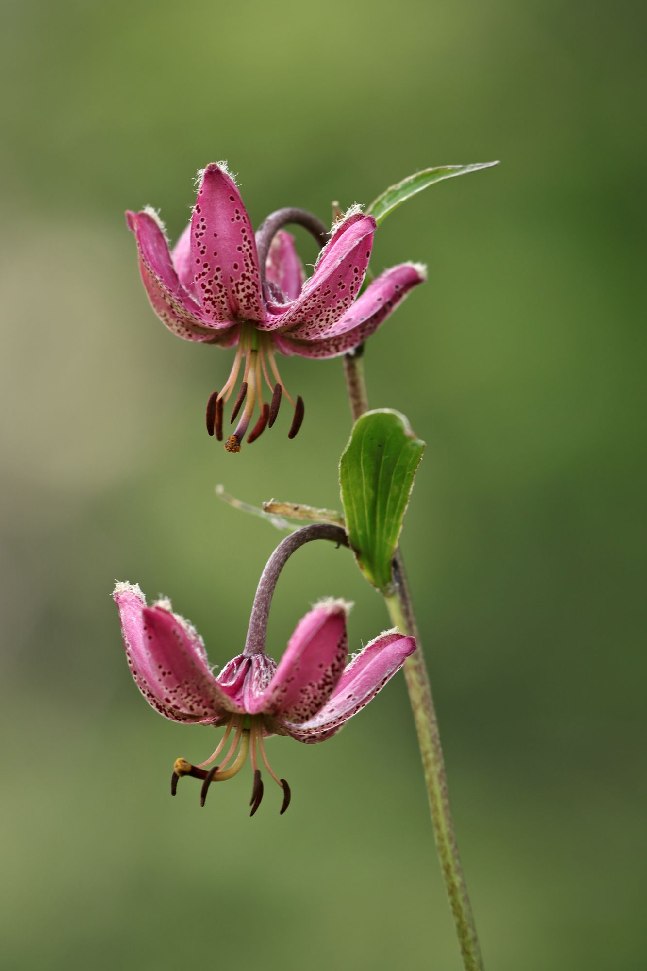 A la dcouverte de la flore de montagne