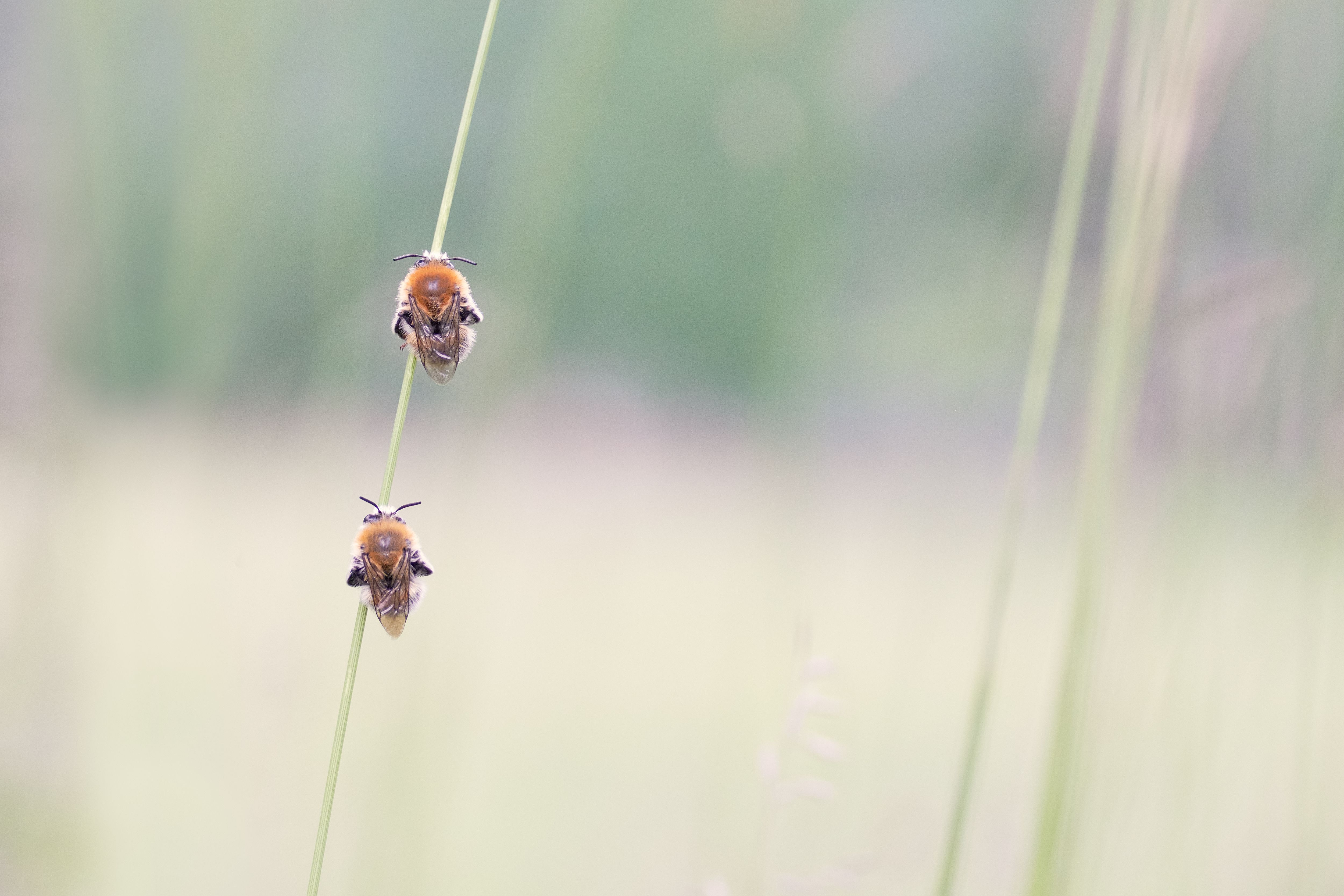 Les abeilles sauvages