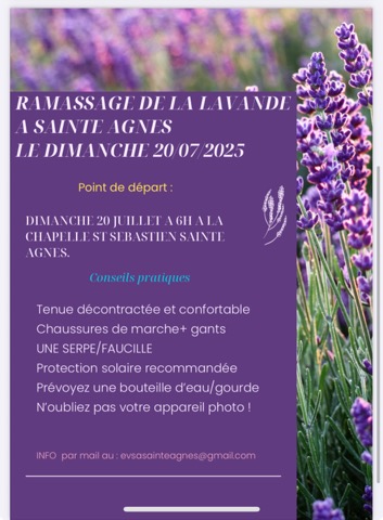 Ramassage de la Lavande pour la Fte de la Lavande