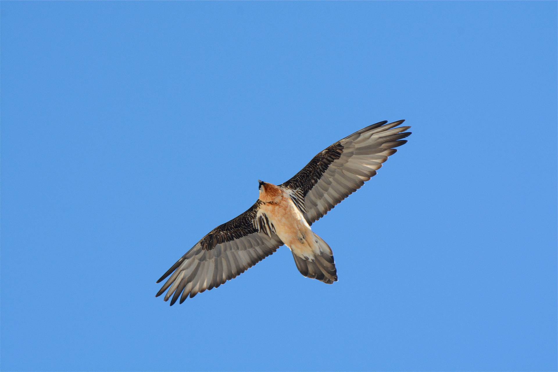 Escape Game gypa�te