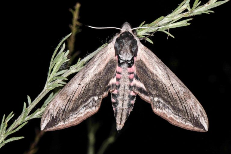 Inventaire photographique des papillons de nuit aux Pradineaux