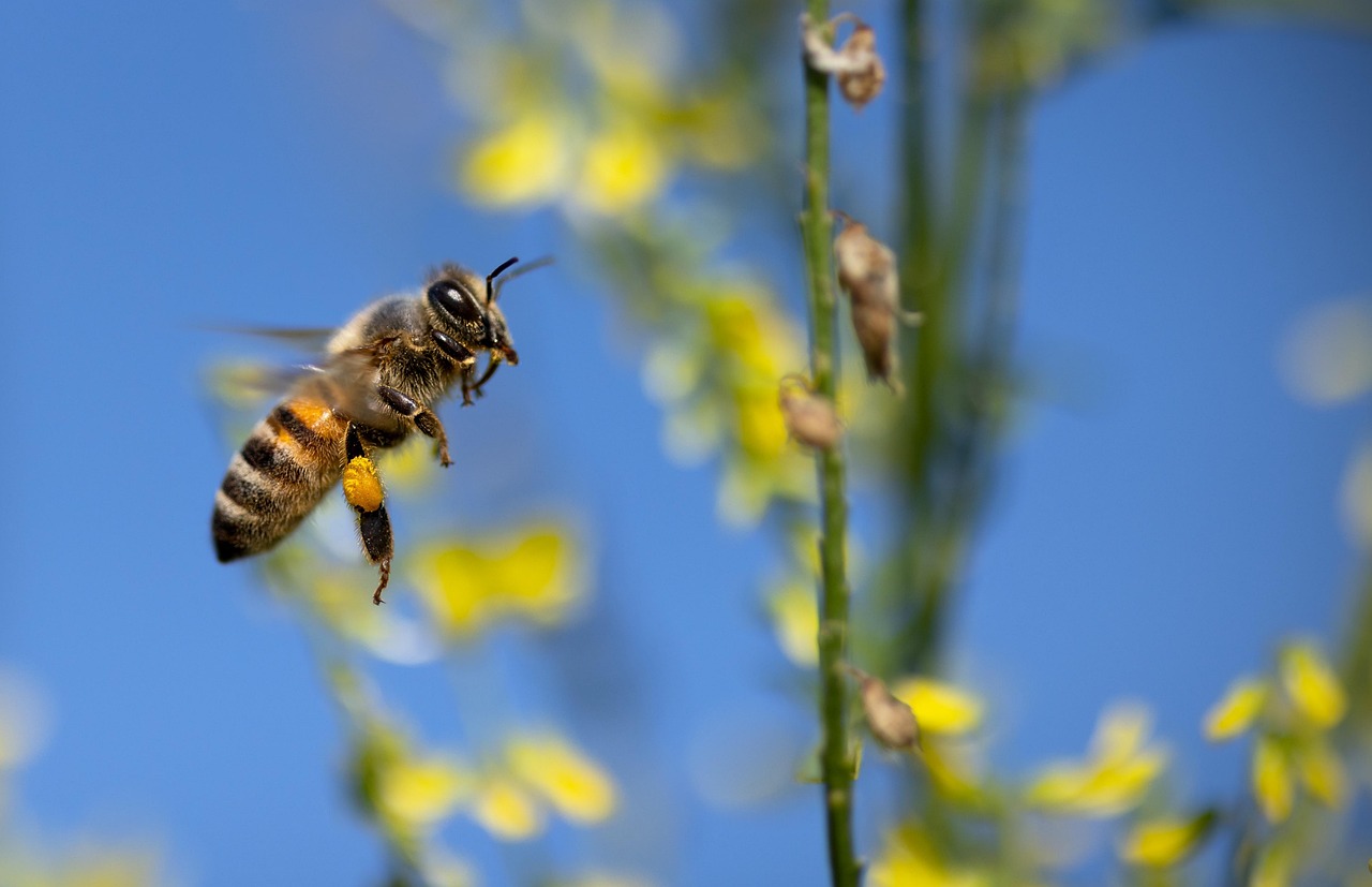 Les Rendez-vous Nature : Visite dune ferme en agroforesterie