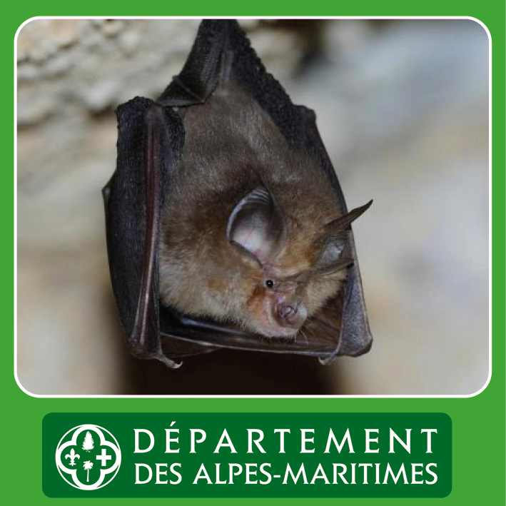30�me nuit internationale de la Chauve-souris