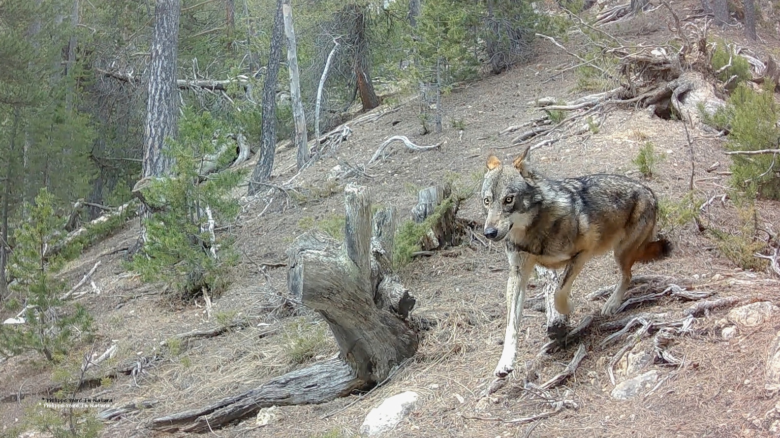 Confrence sur le loup par Philippe Poir