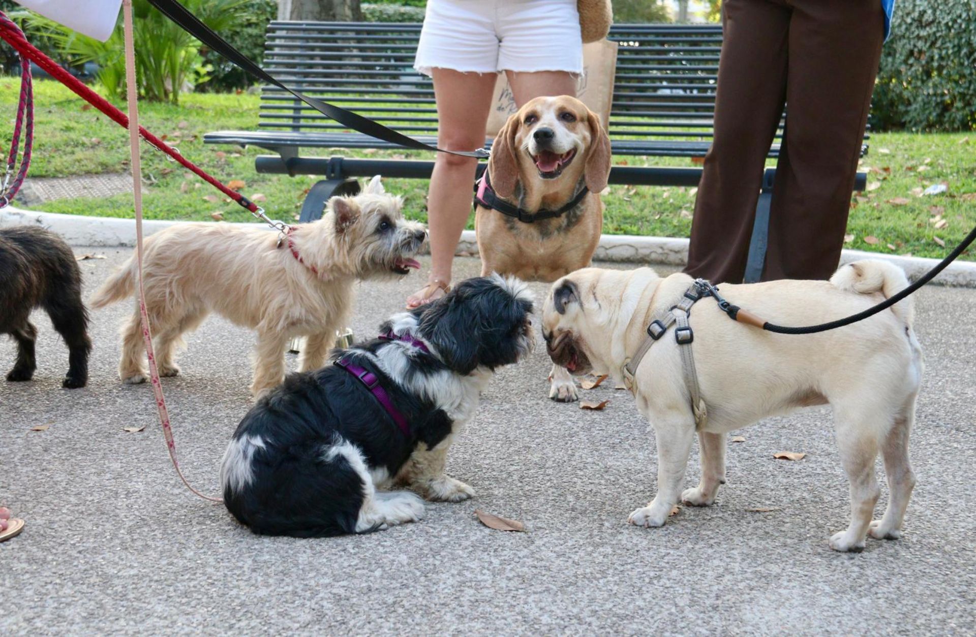 Dog Visit - Visite guide gratuite avec son animal de compagnie