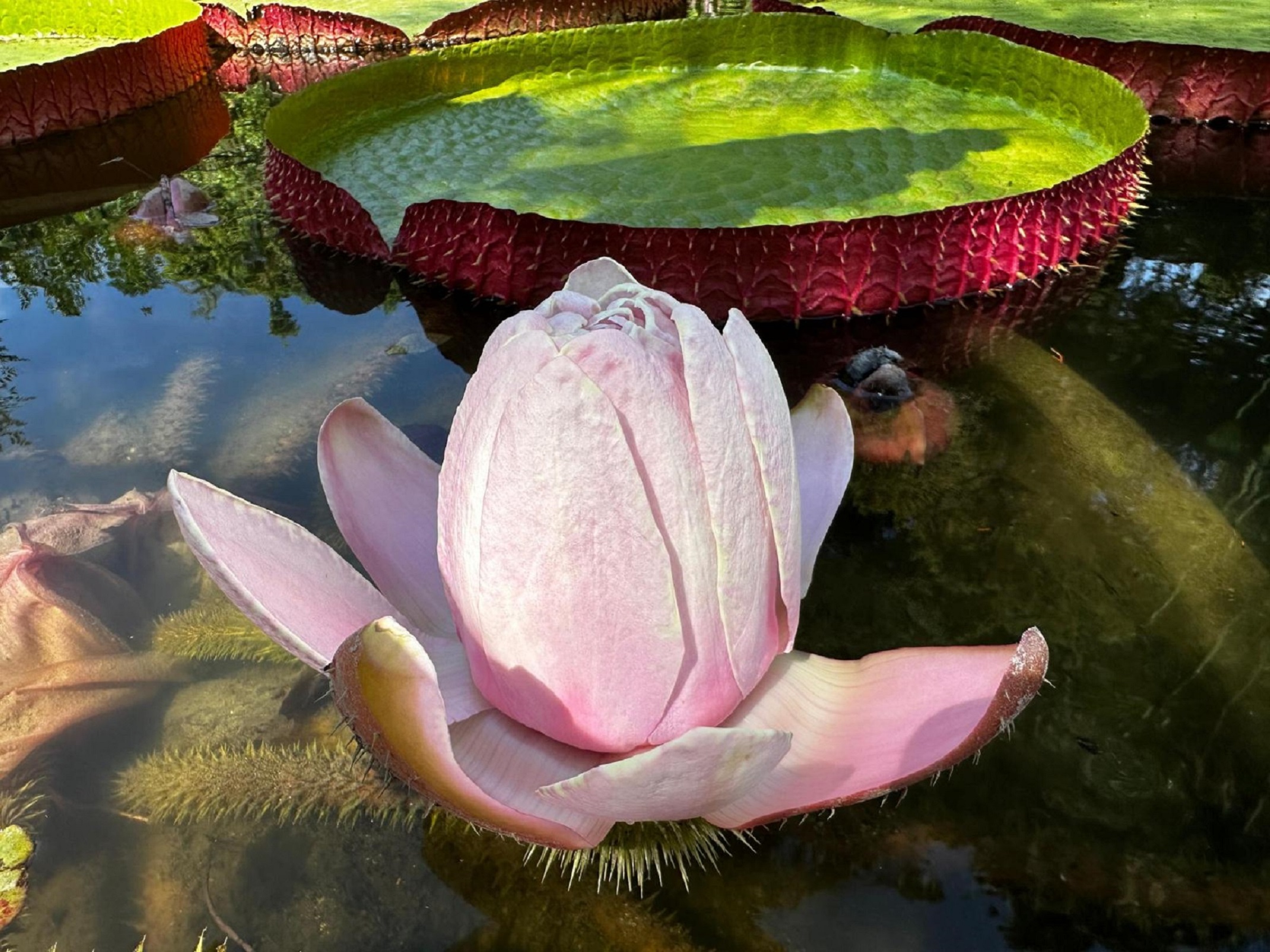 Visite guid�e du Val Rahmeh avec un jardinier
