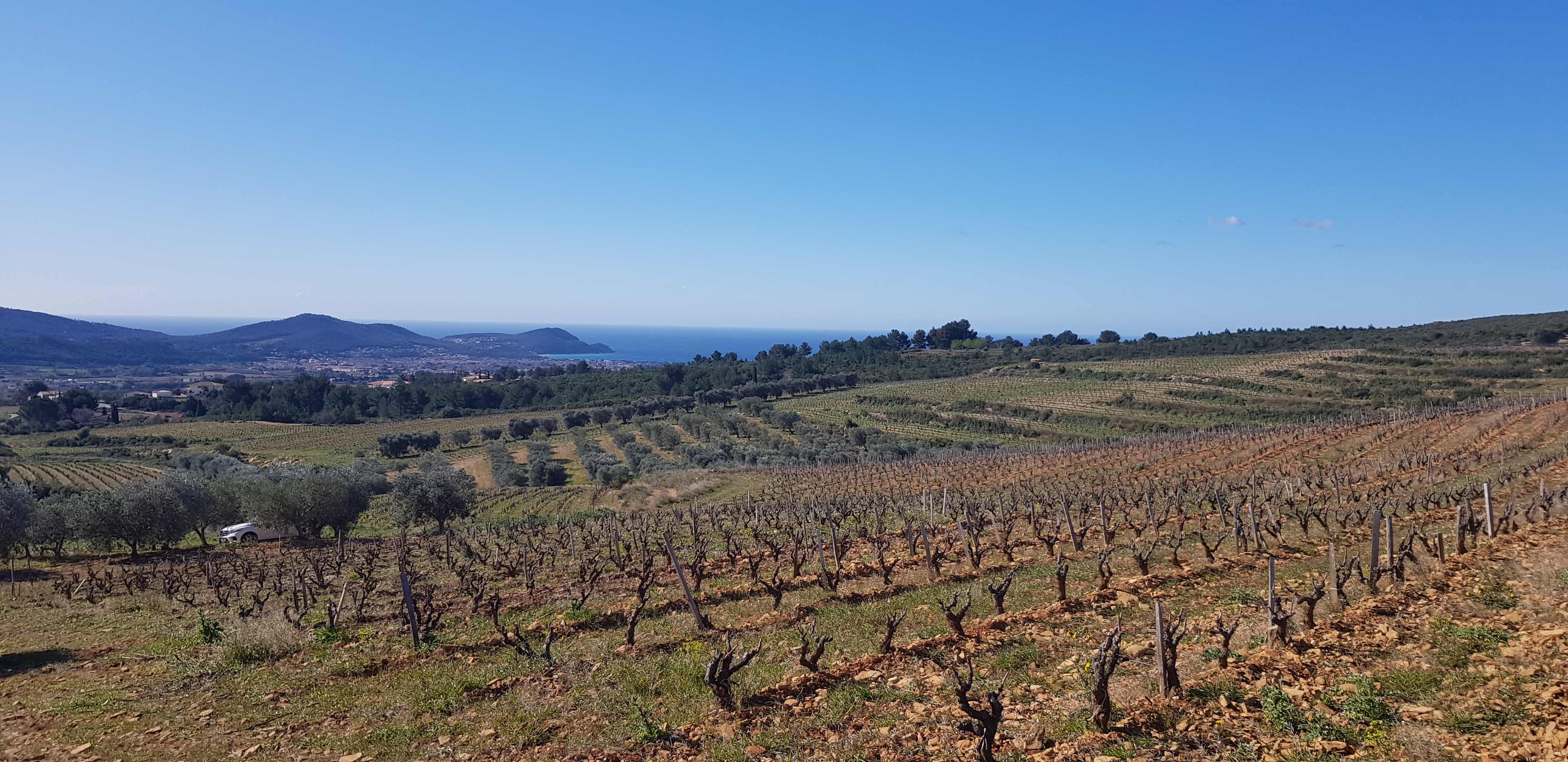 In Vino Veritas