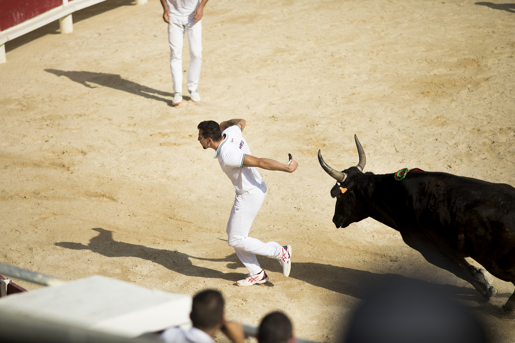 Course Camarguaise de taureaux jeunes