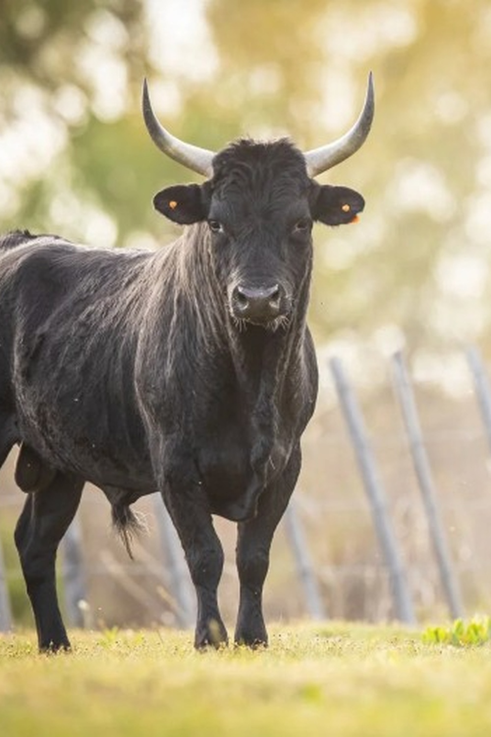 Visite en cal�che et animation taurine