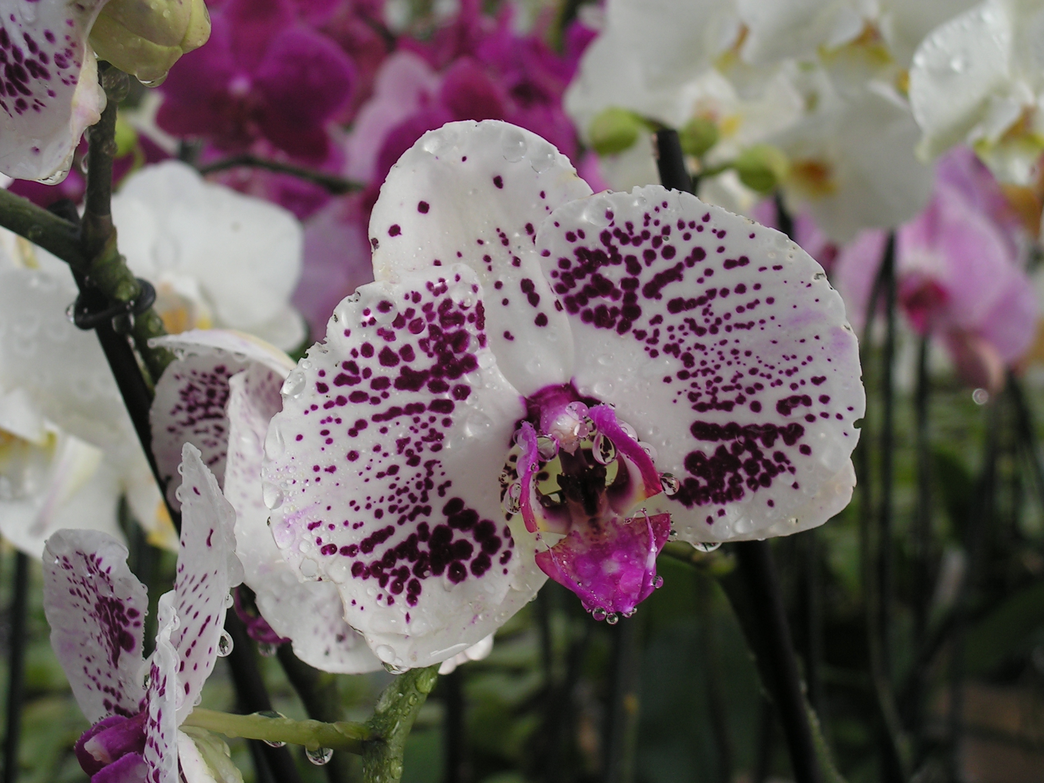Journ�es Printani�res des Orchid�es