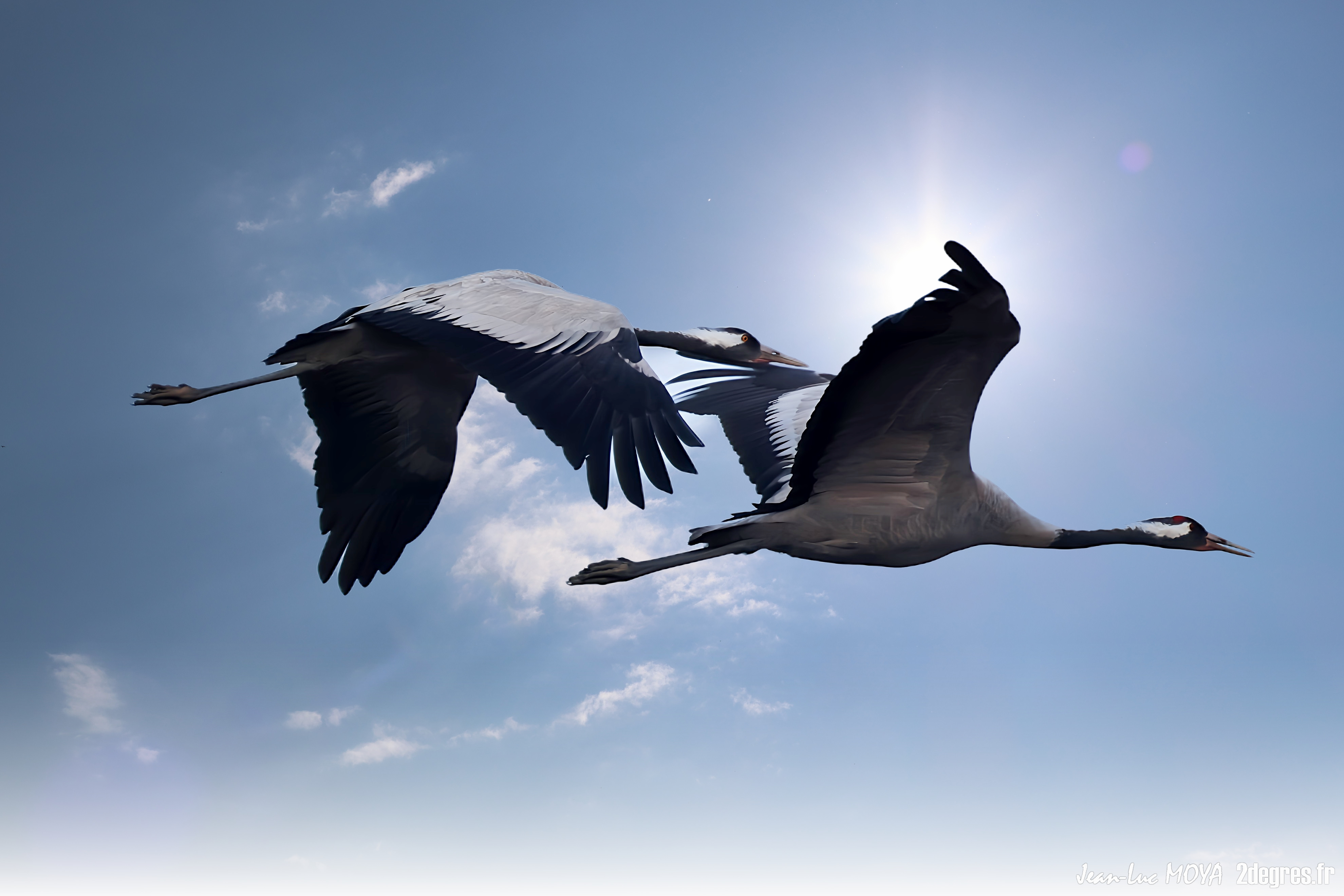 Le lever des grues cendres