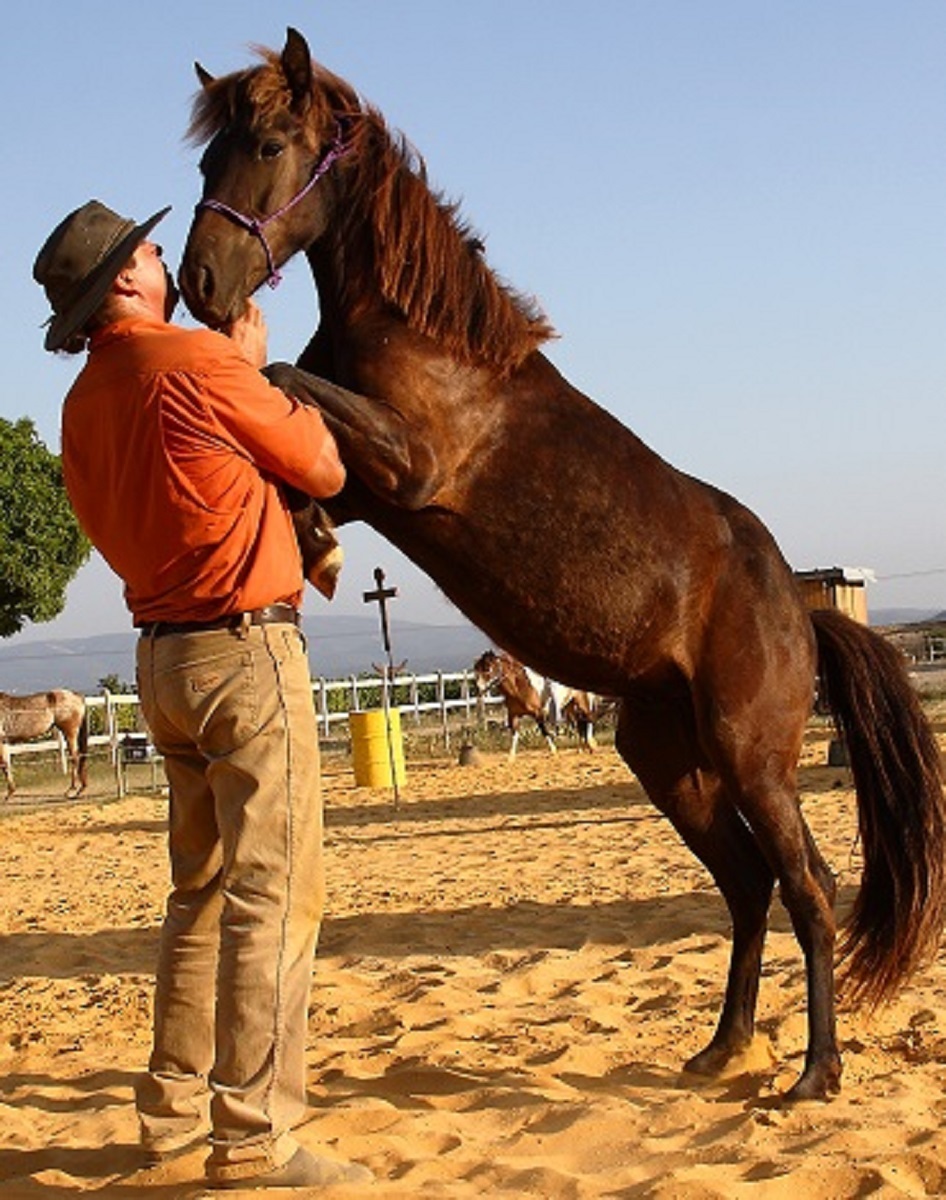 Le Nol Solidaire des Animaux !