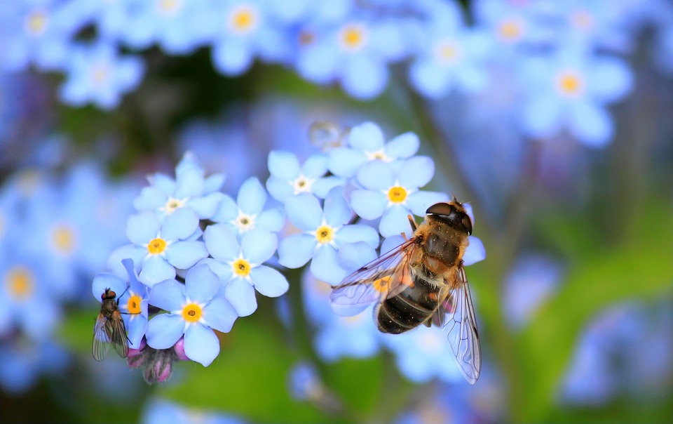 Journe de l'abeille et de la nature